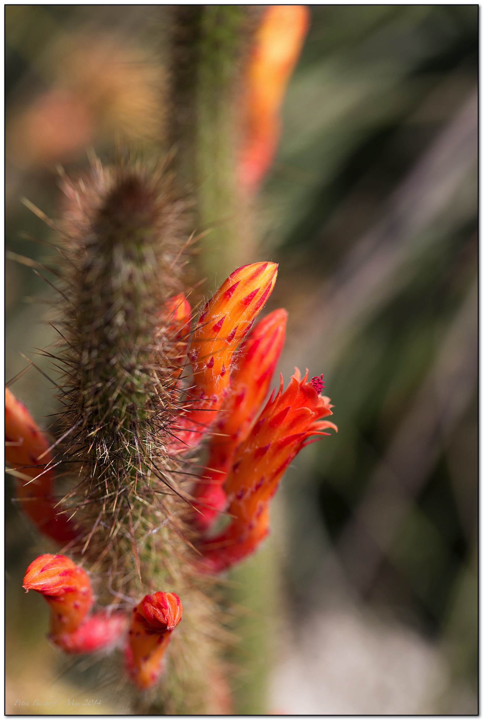 &copy; Petra Bischoff