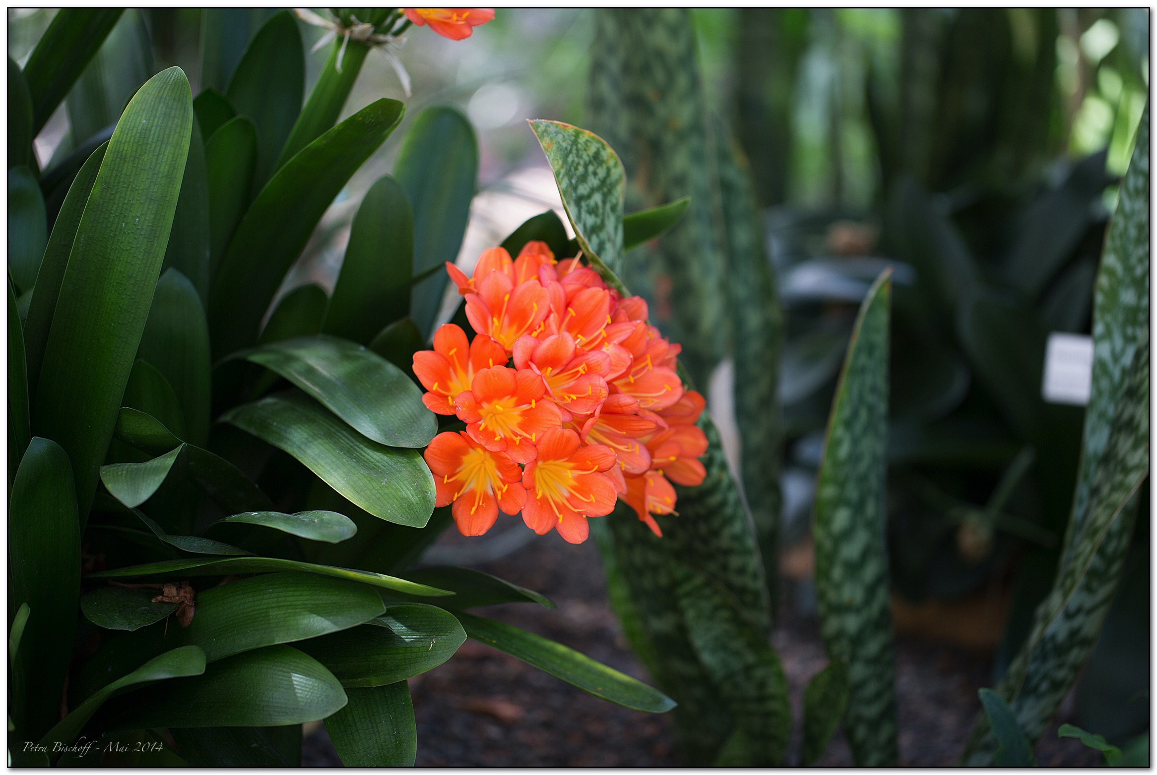 &copy; Petra Bischoff