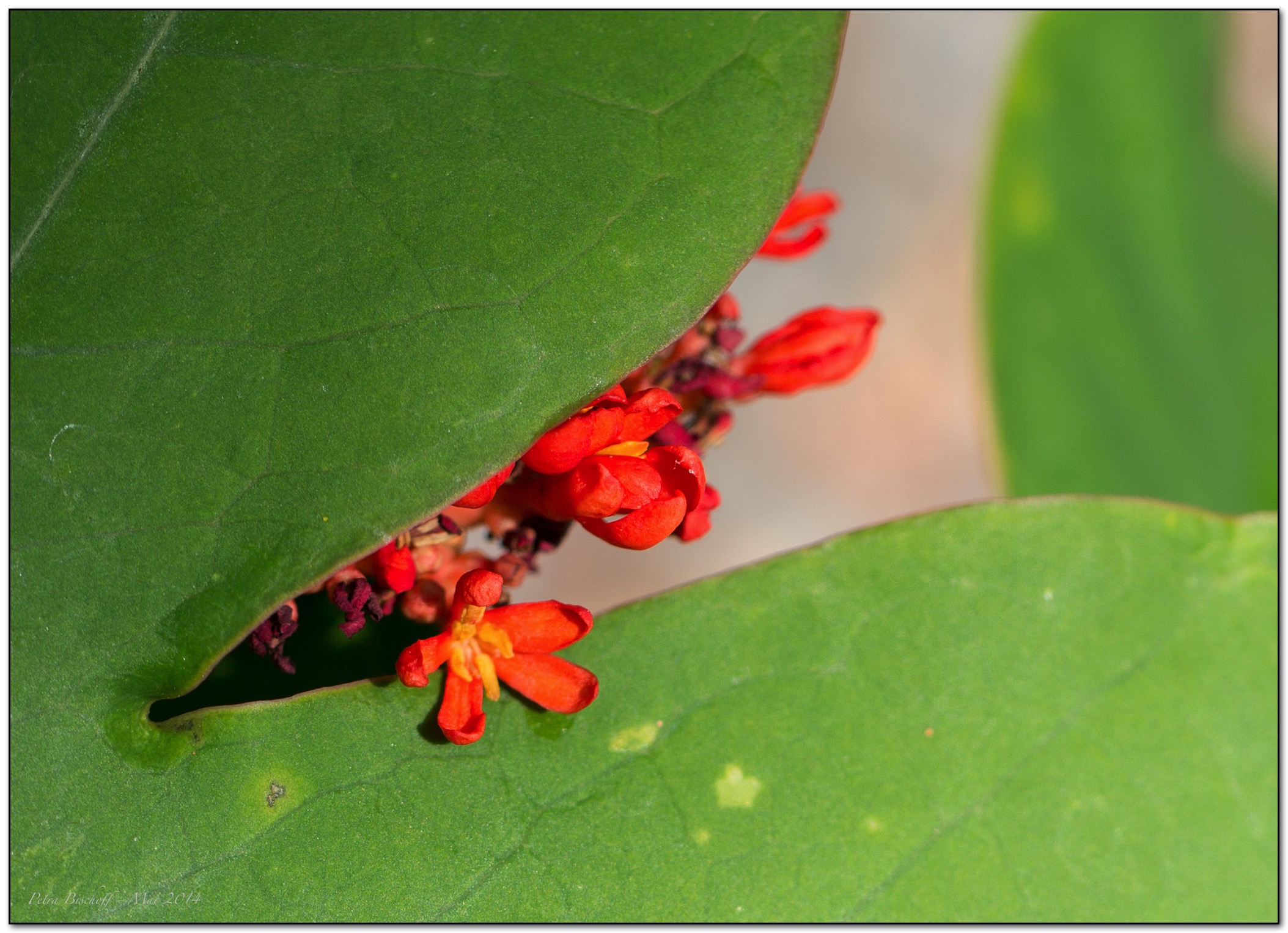 &copy; Petra Bischoff