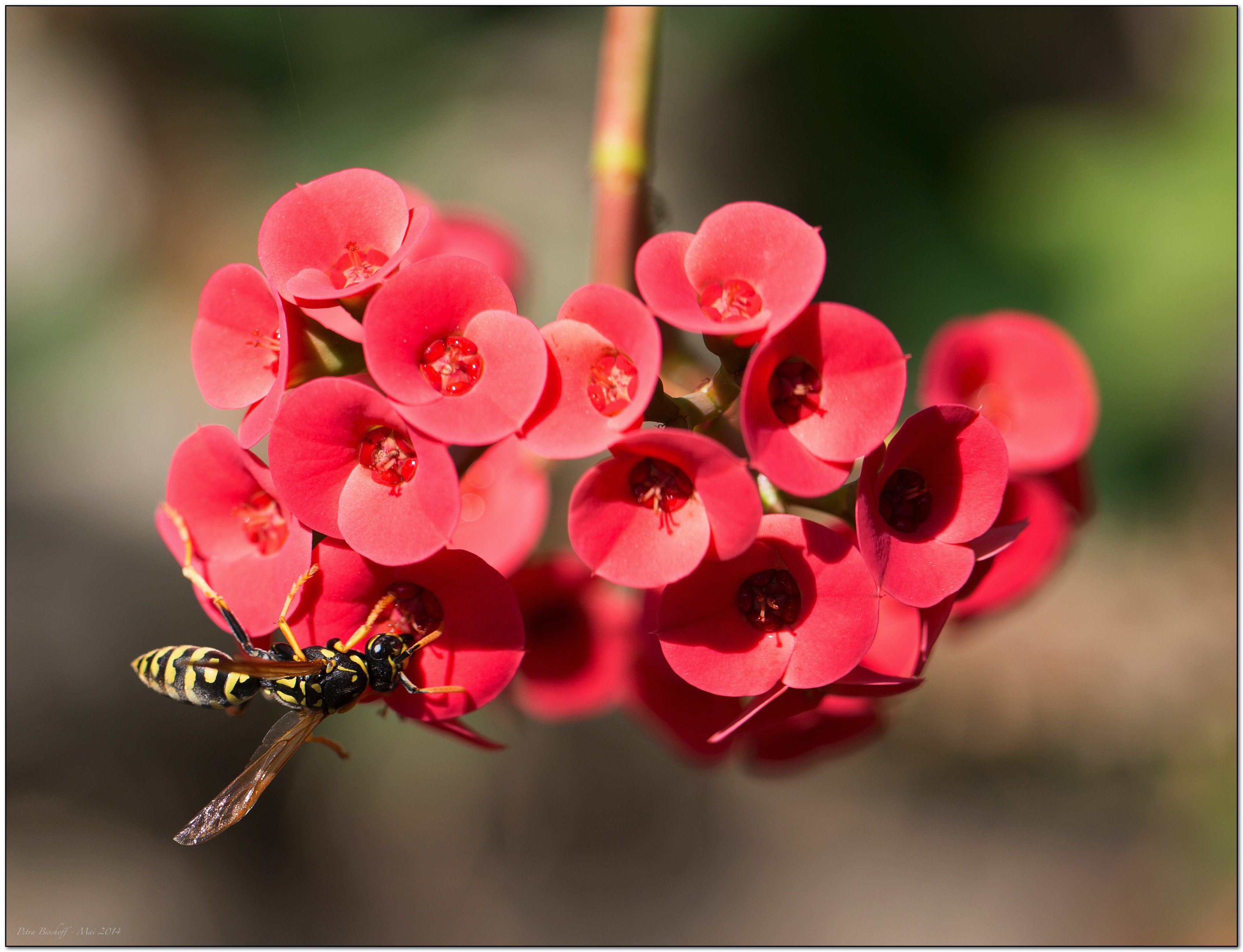 &copy; Petra Bischoff