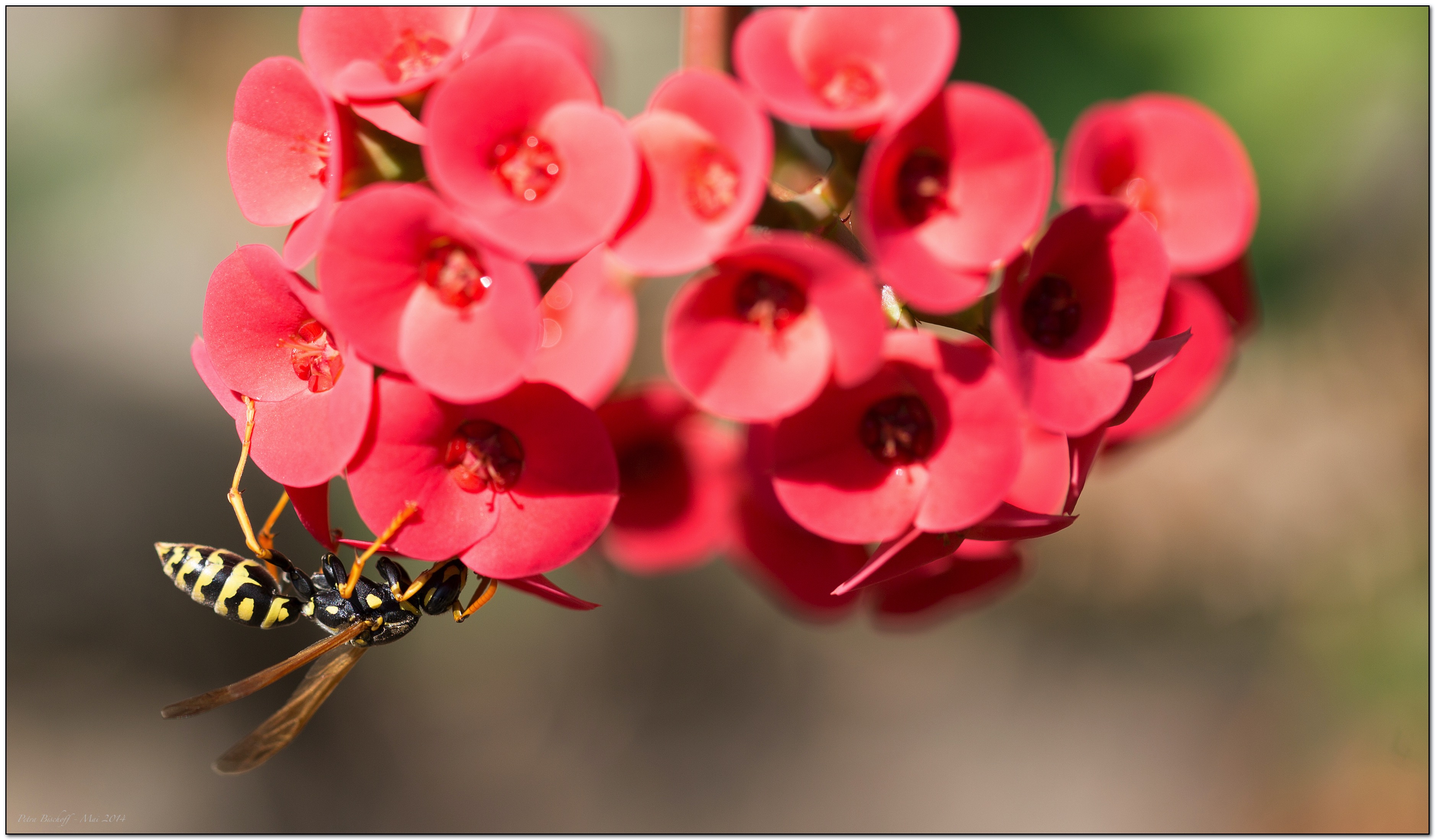 &copy; Petra Bischoff