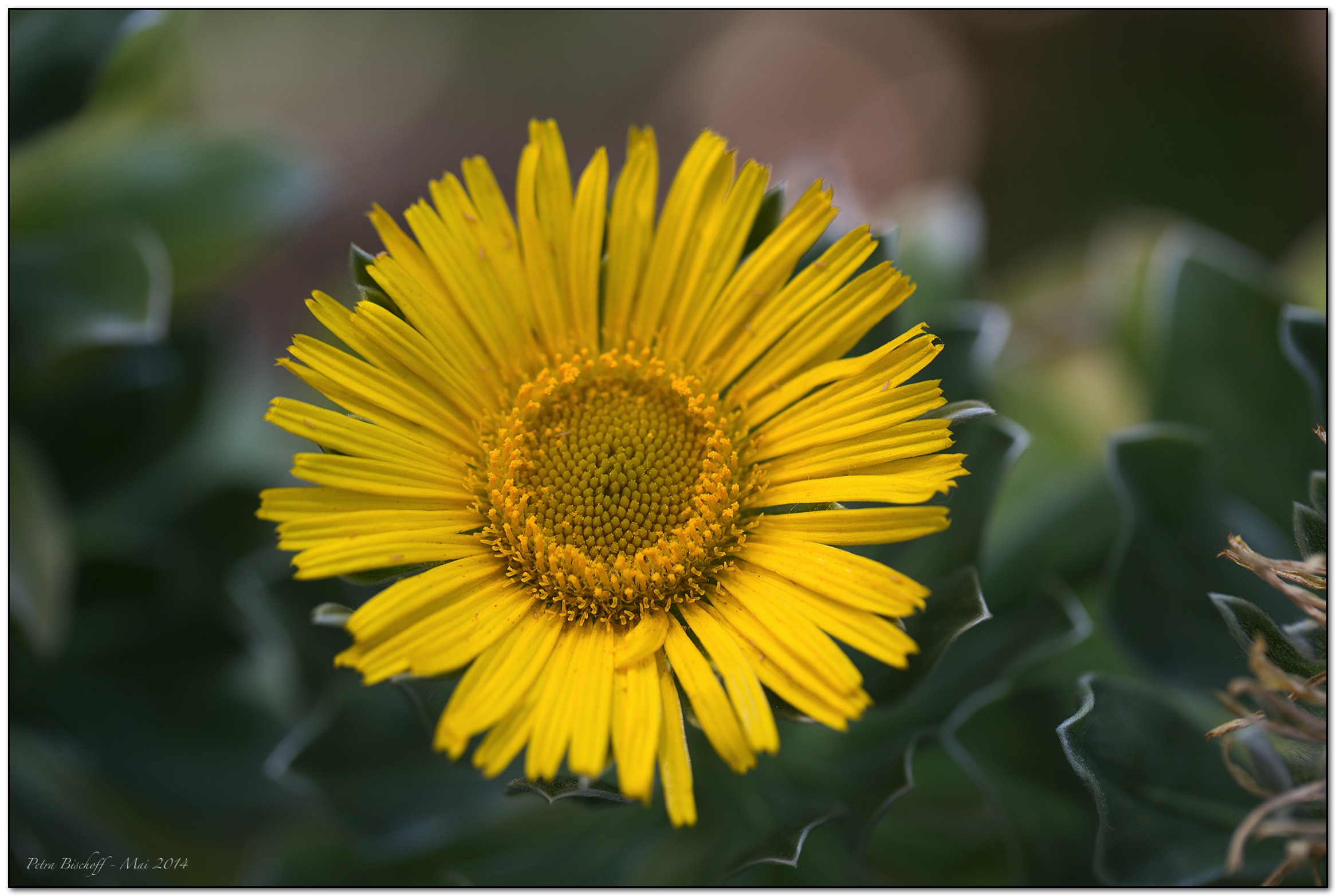 &copy; Petra Bischoff