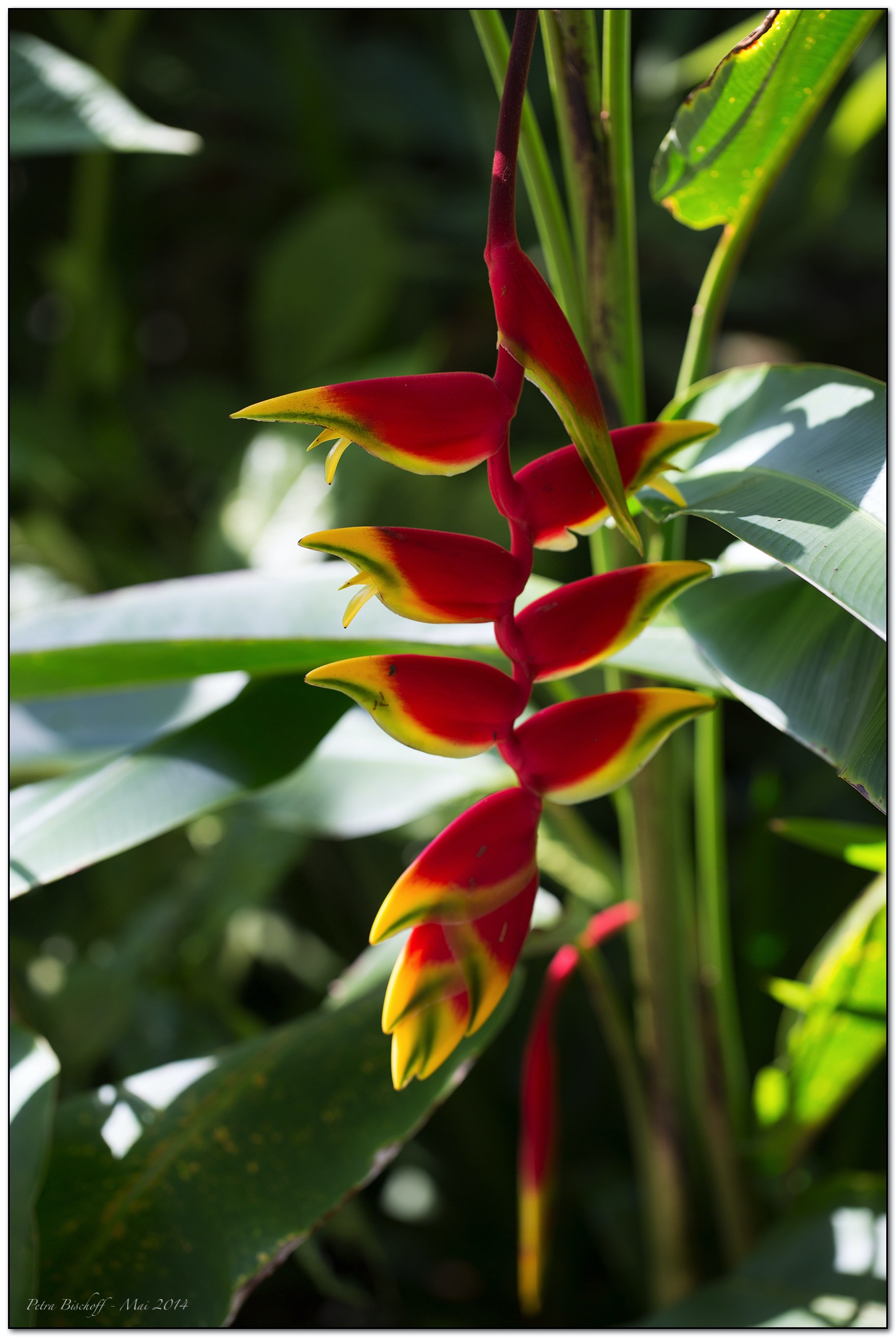 &copy; Petra Bischoff