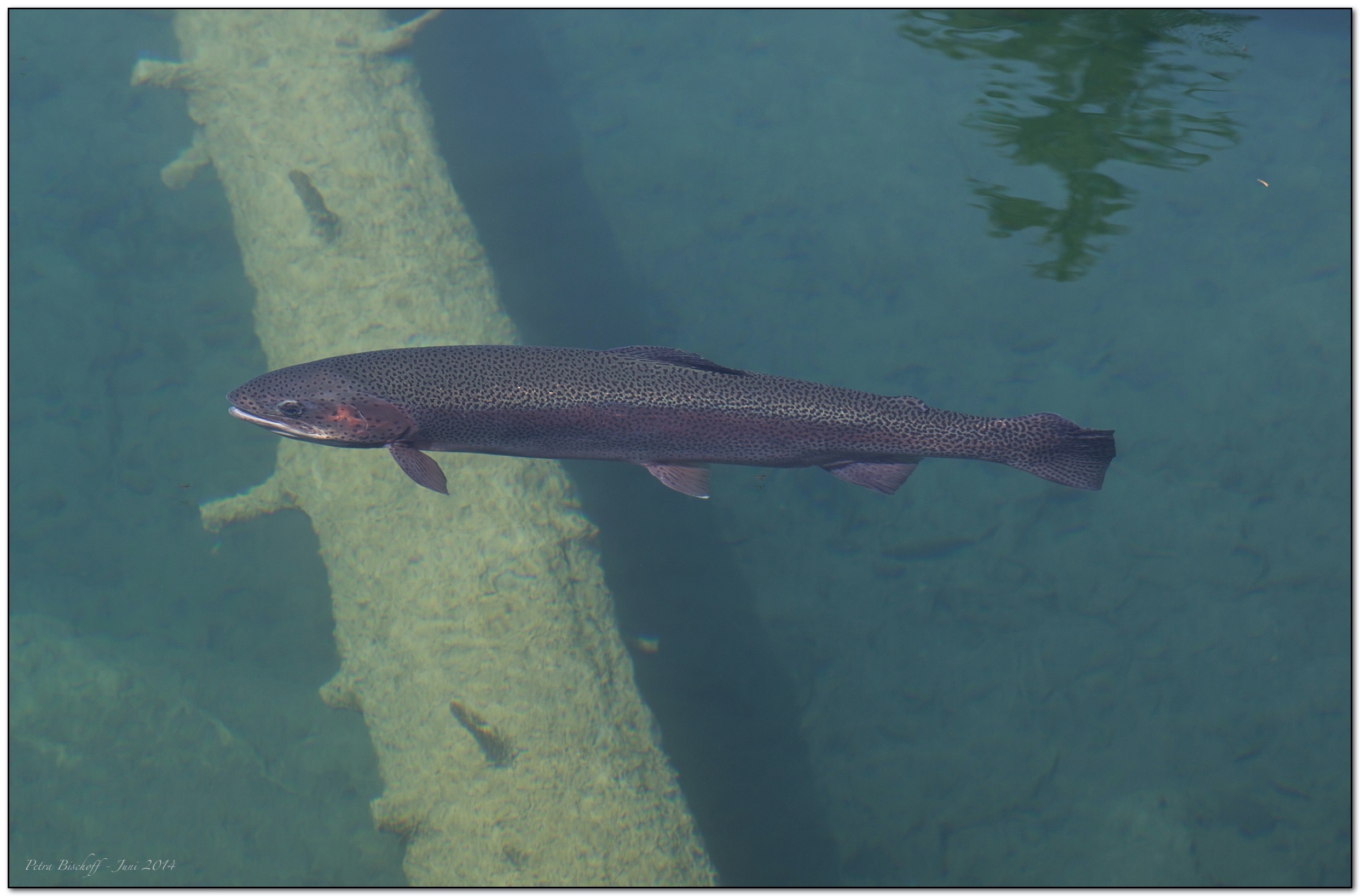 &copy; Petra Bischoff