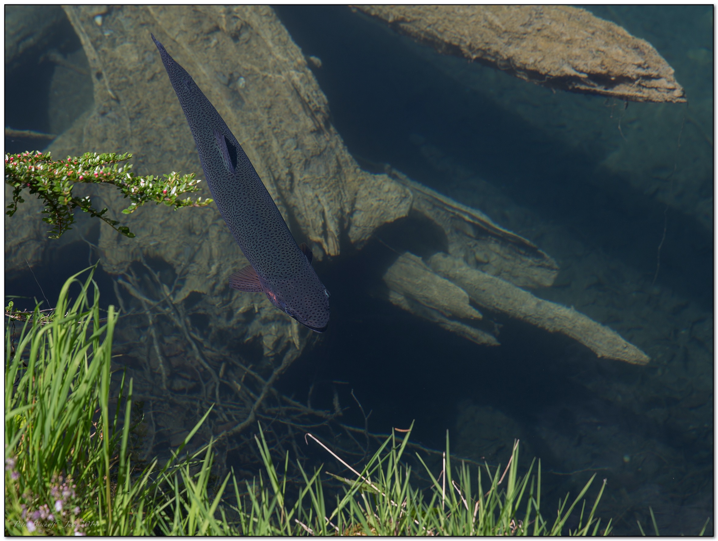 &copy; Petra Bischoff