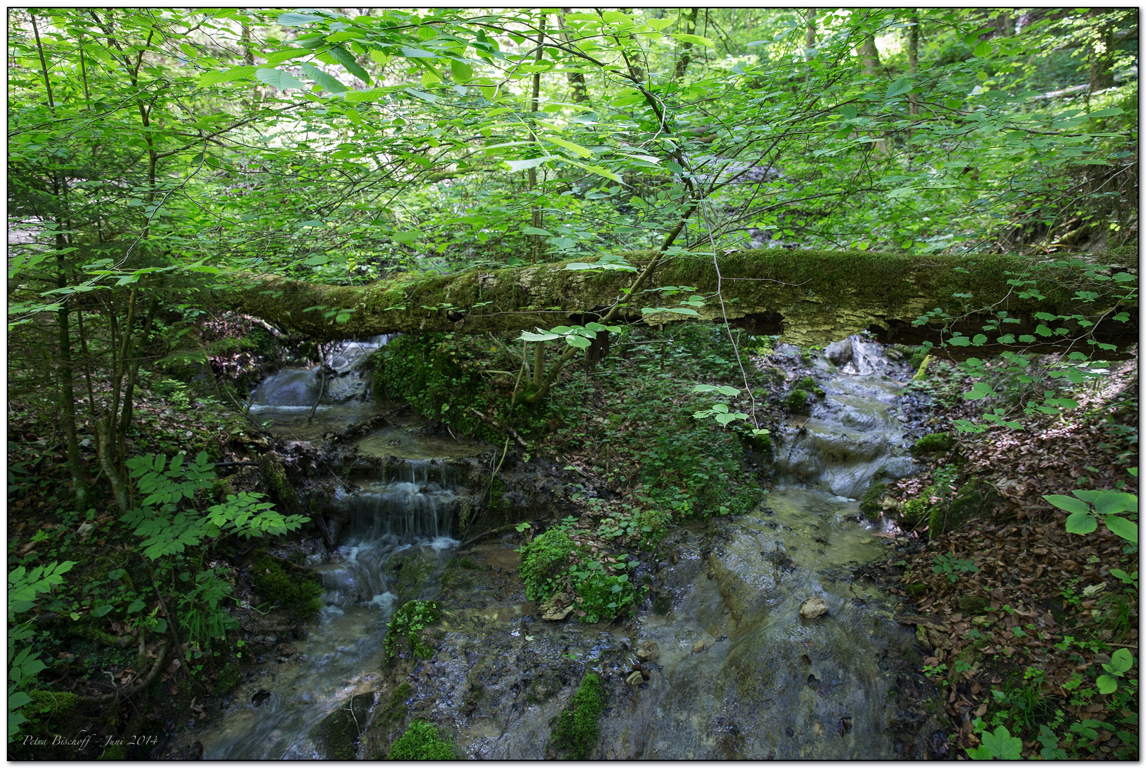 &copy; Petra Bischoff