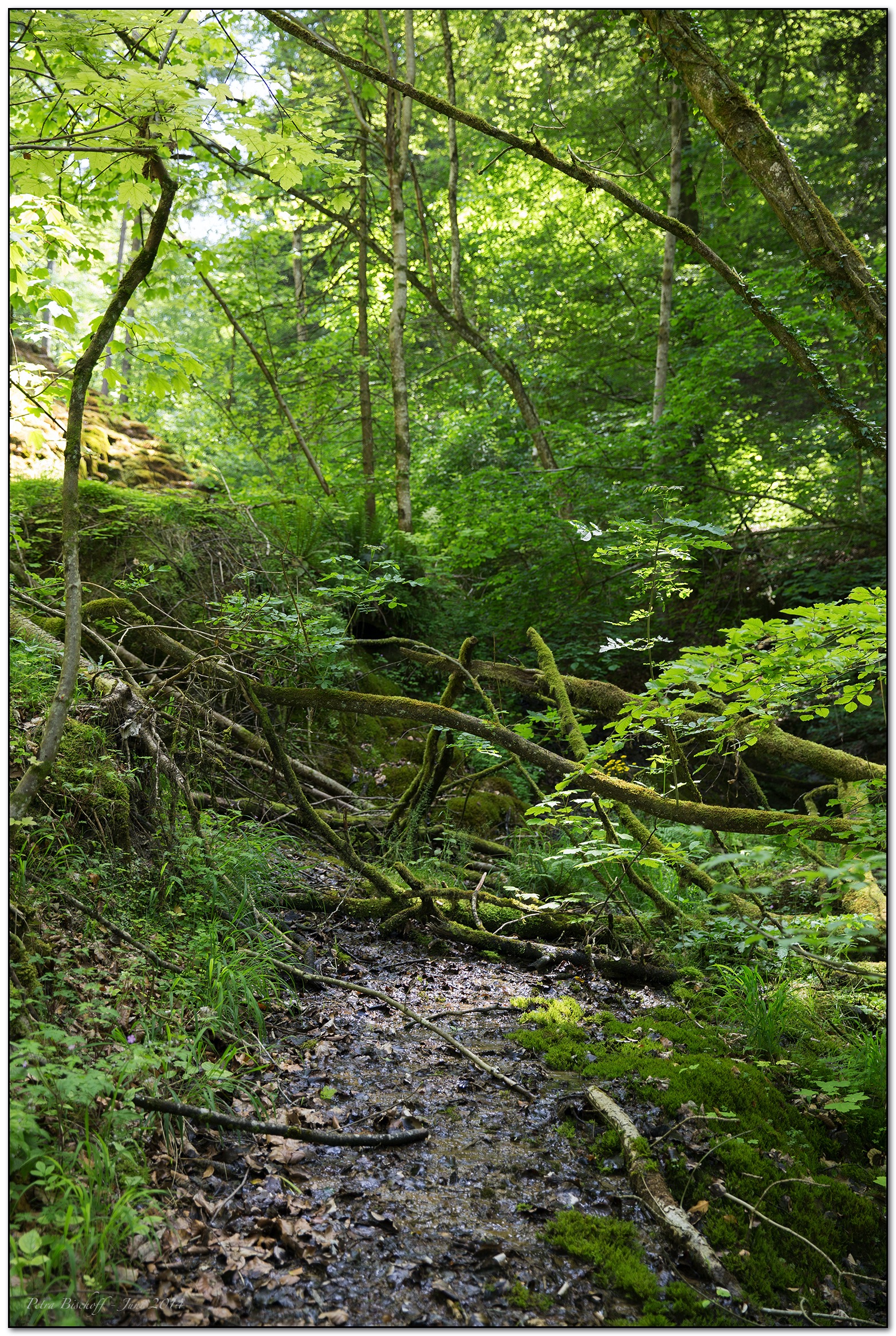 &copy; Petra Bischoff