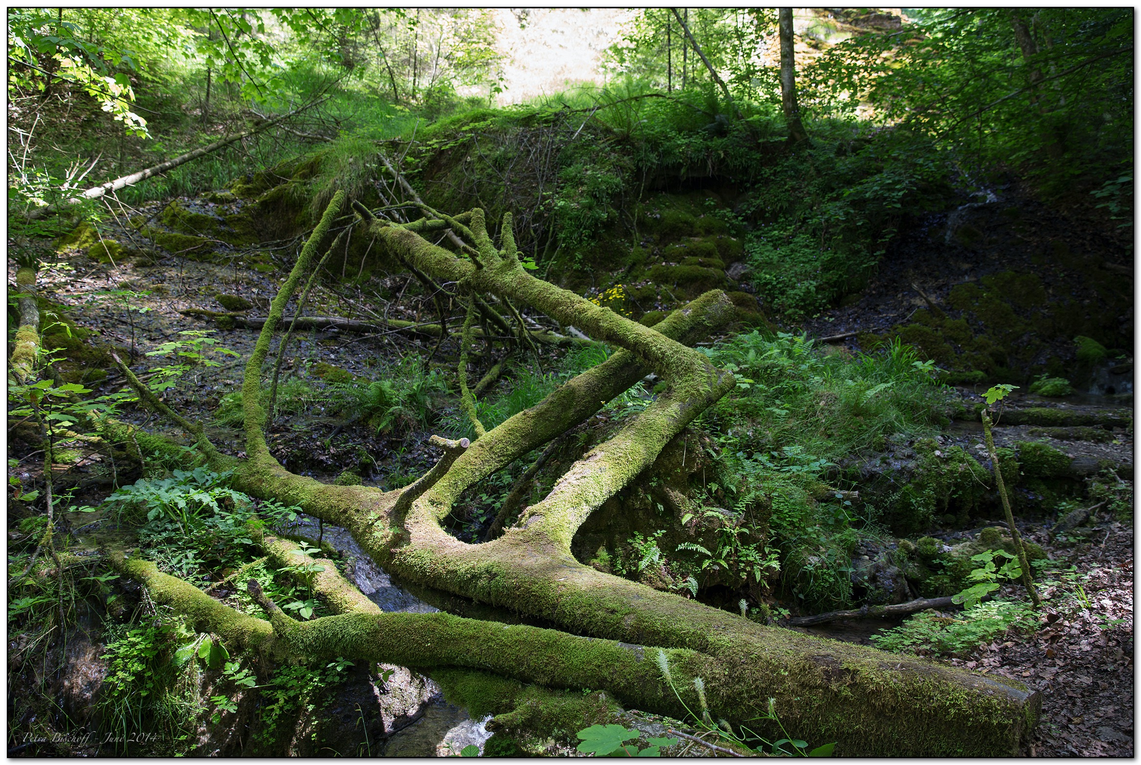 &copy; Petra Bischoff