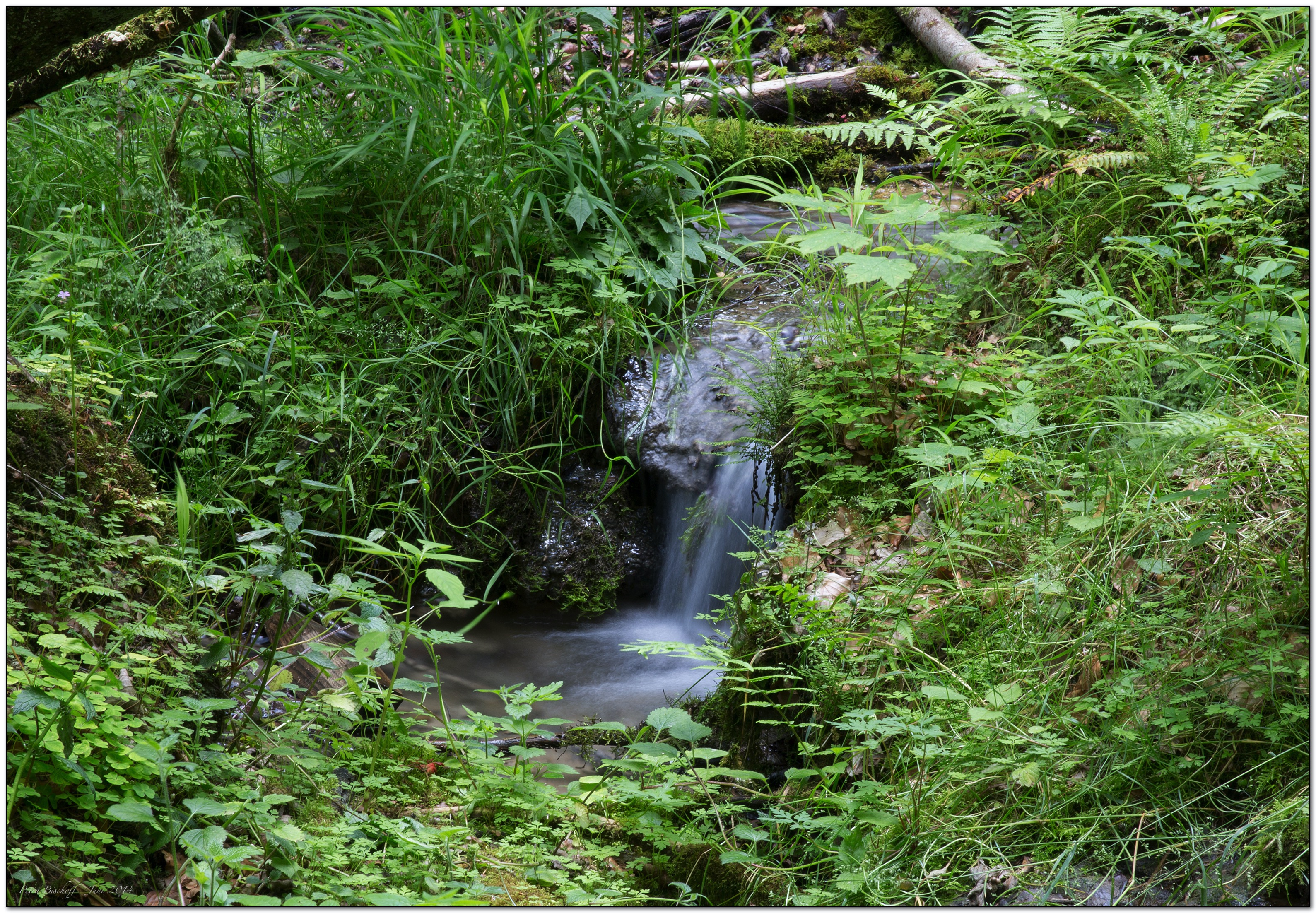 &copy; Petra Bischoff