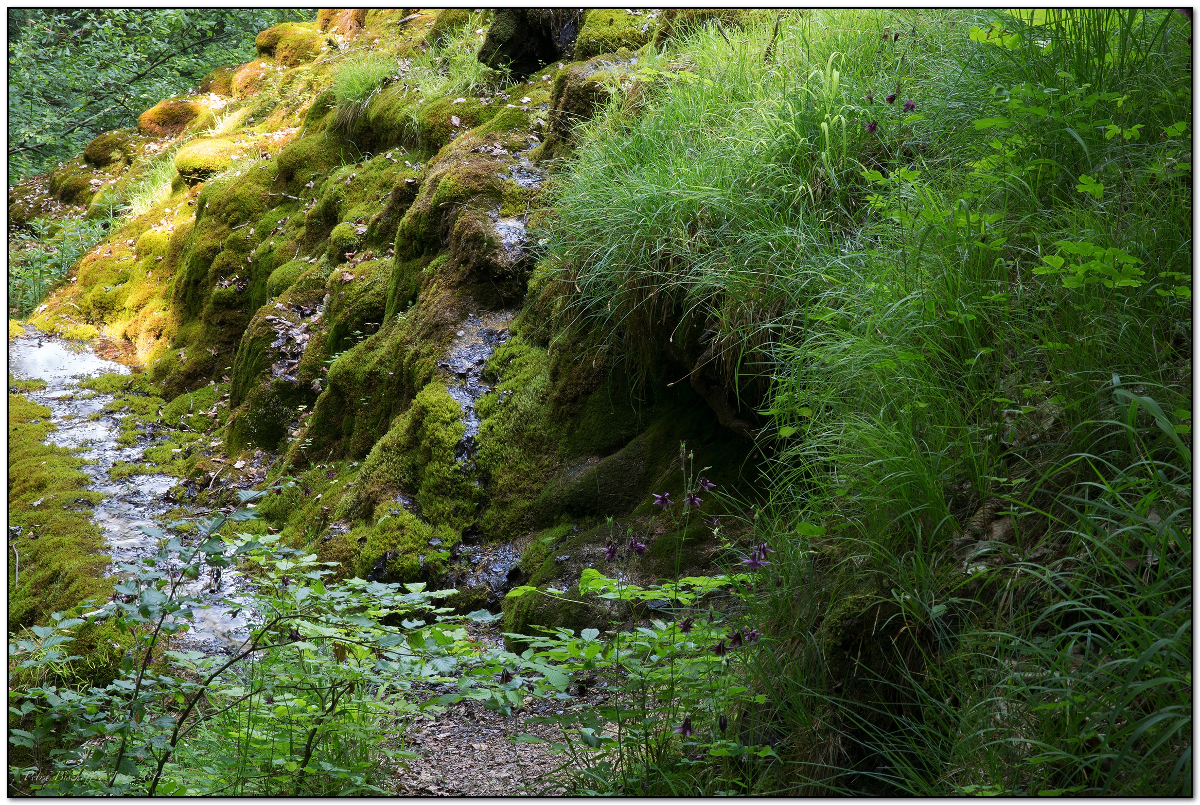 &copy; Petra Bischoff