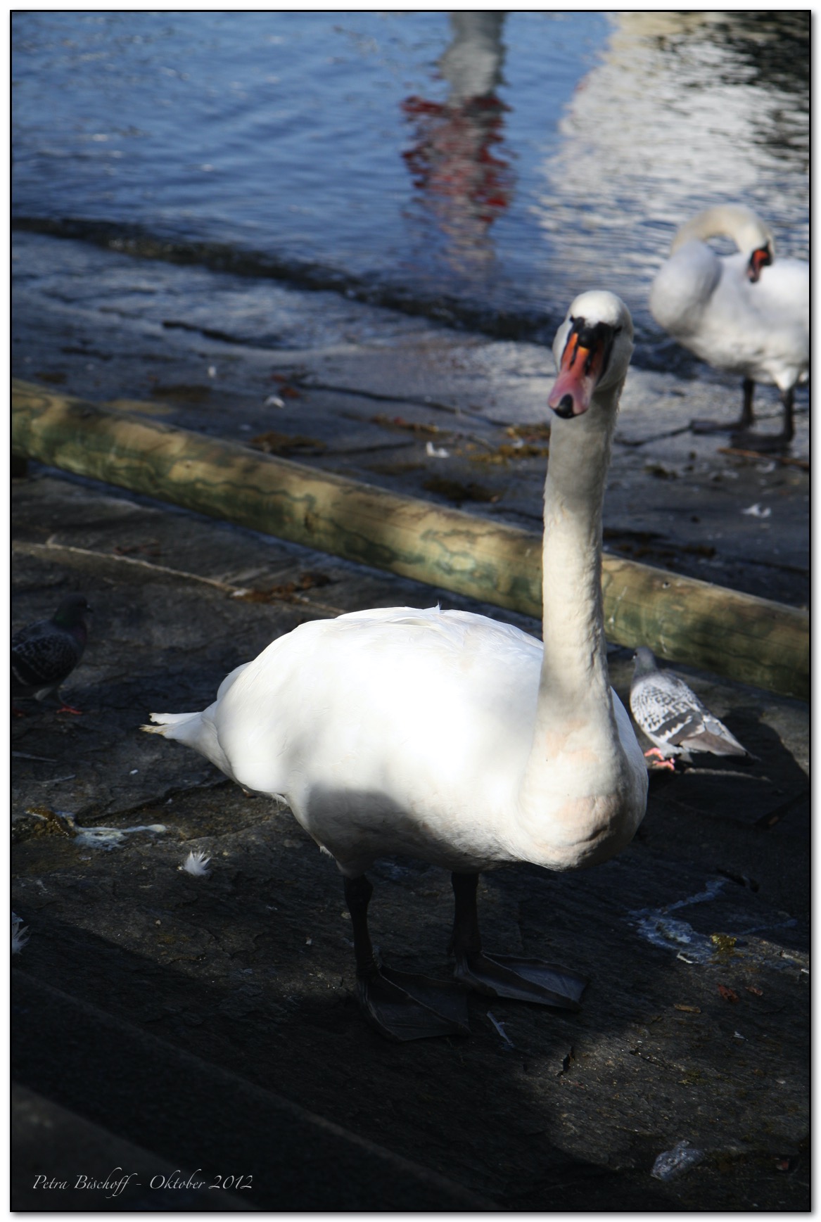 &copy; Petra Bischoff