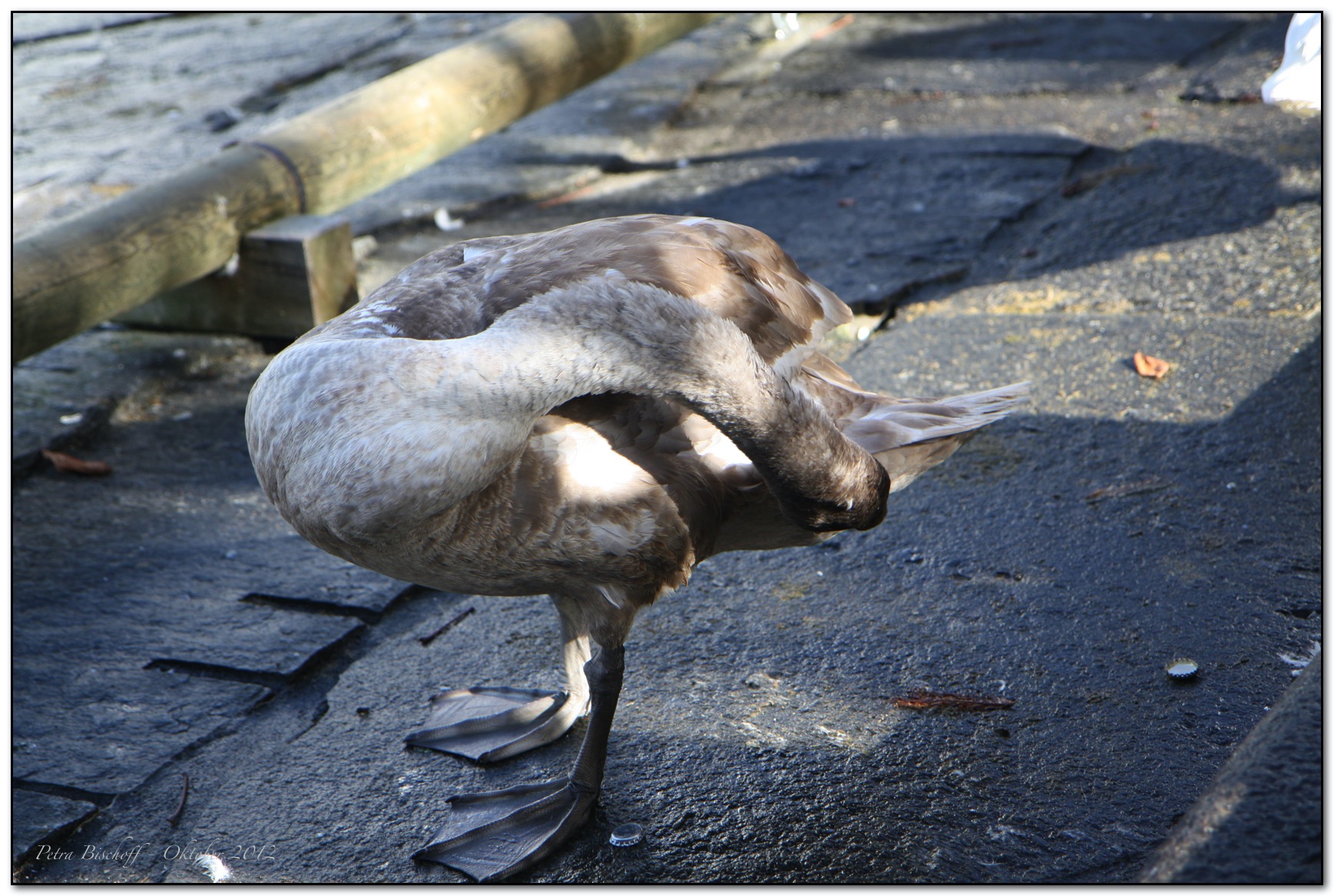 &copy; Petra Bischoff