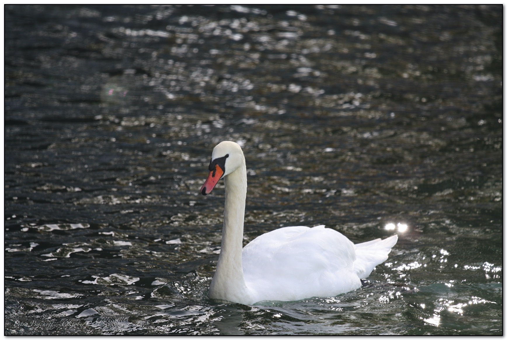 &copy; Petra Bischoff