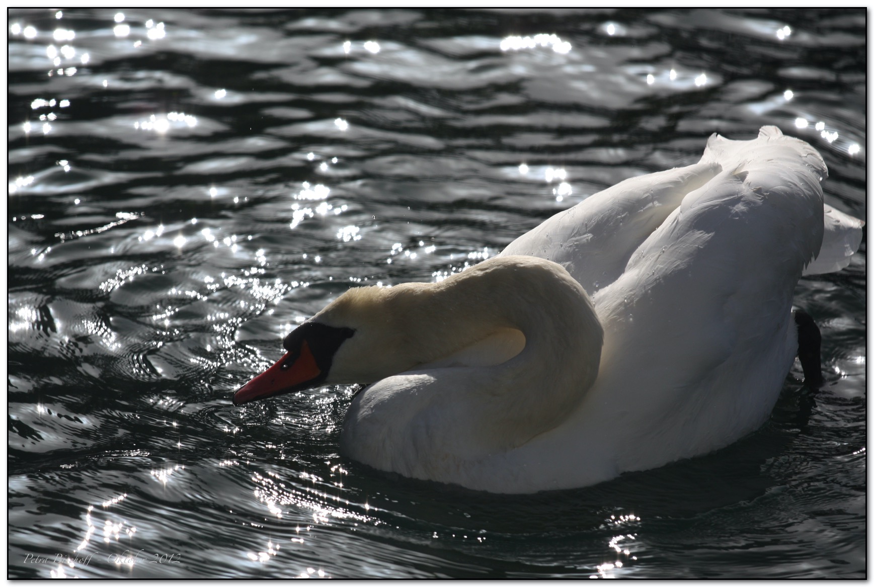 &copy; Petra Bischoff