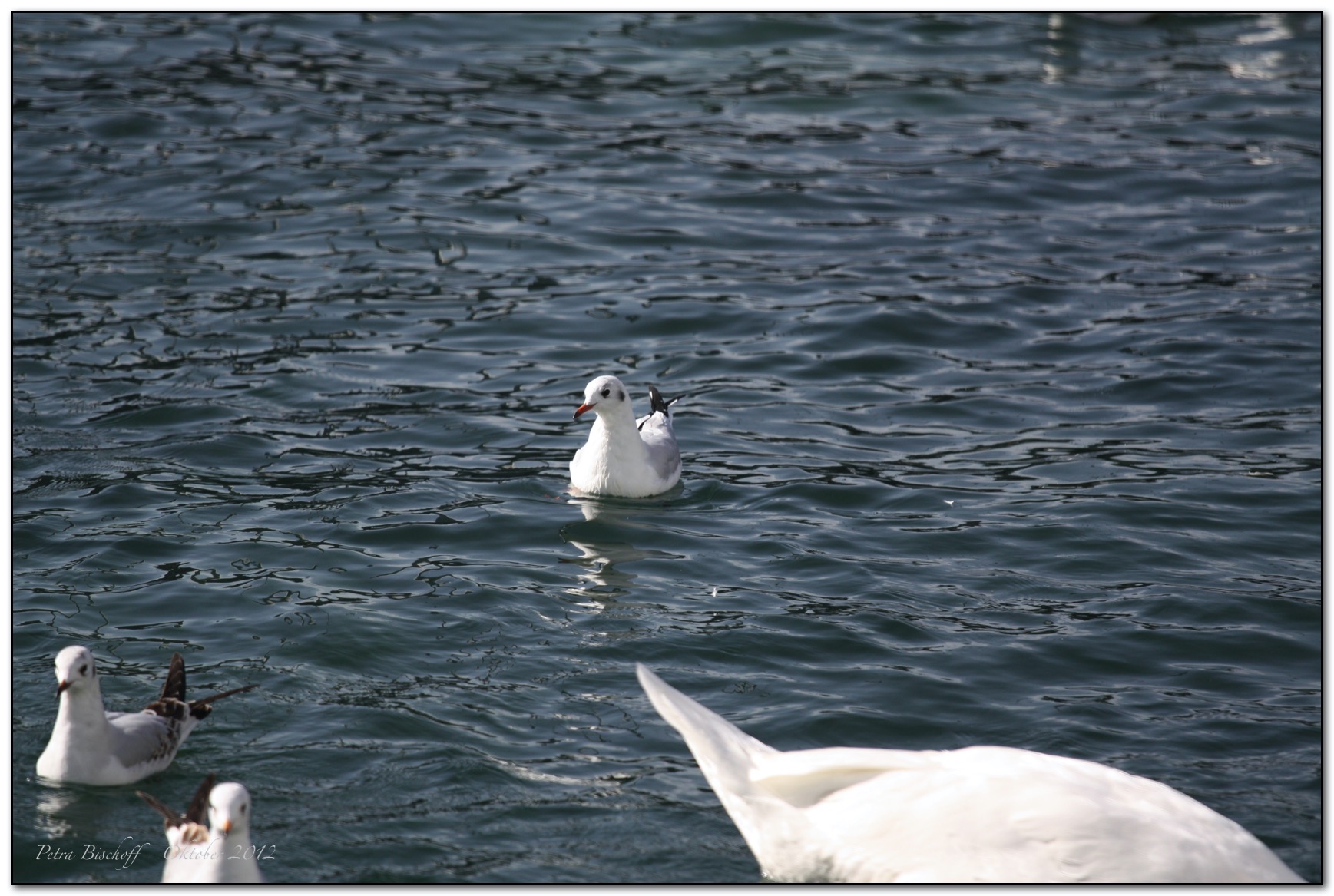 &copy; Petra Bischoff