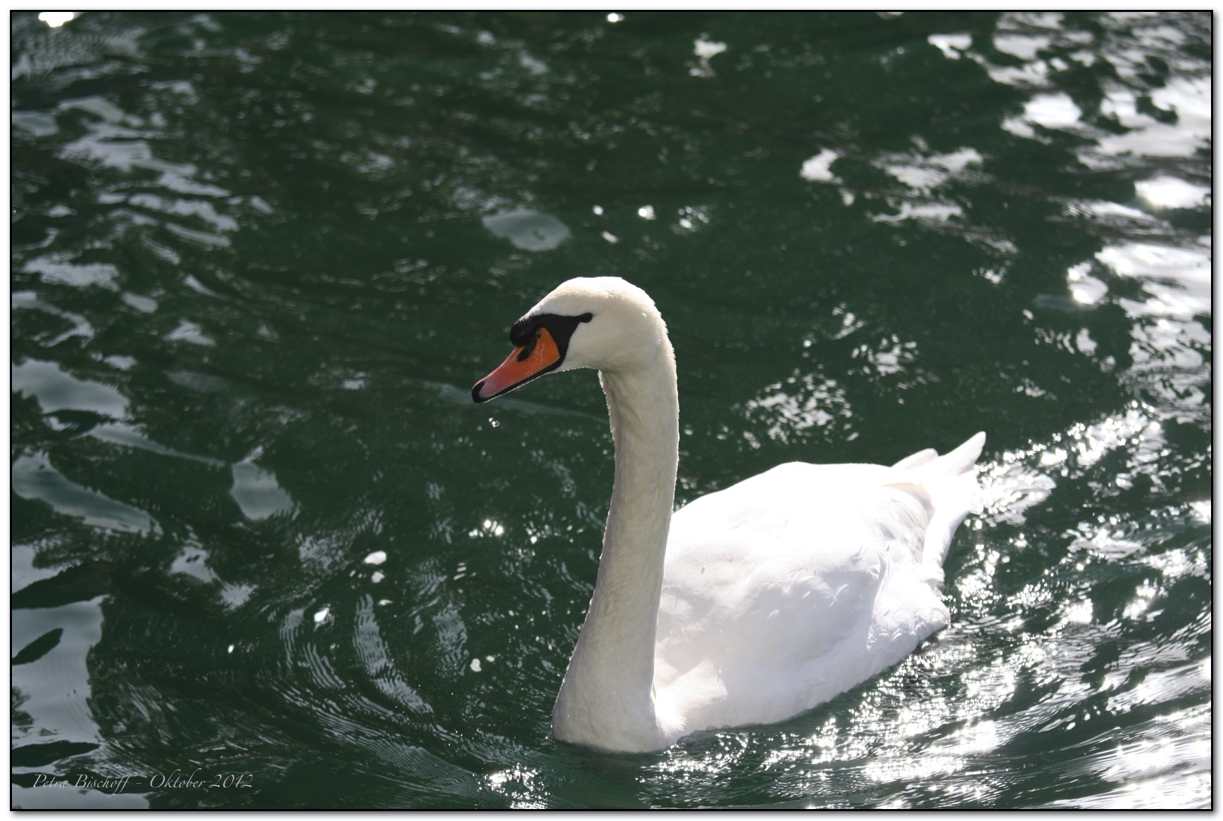 &copy; Petra Bischoff