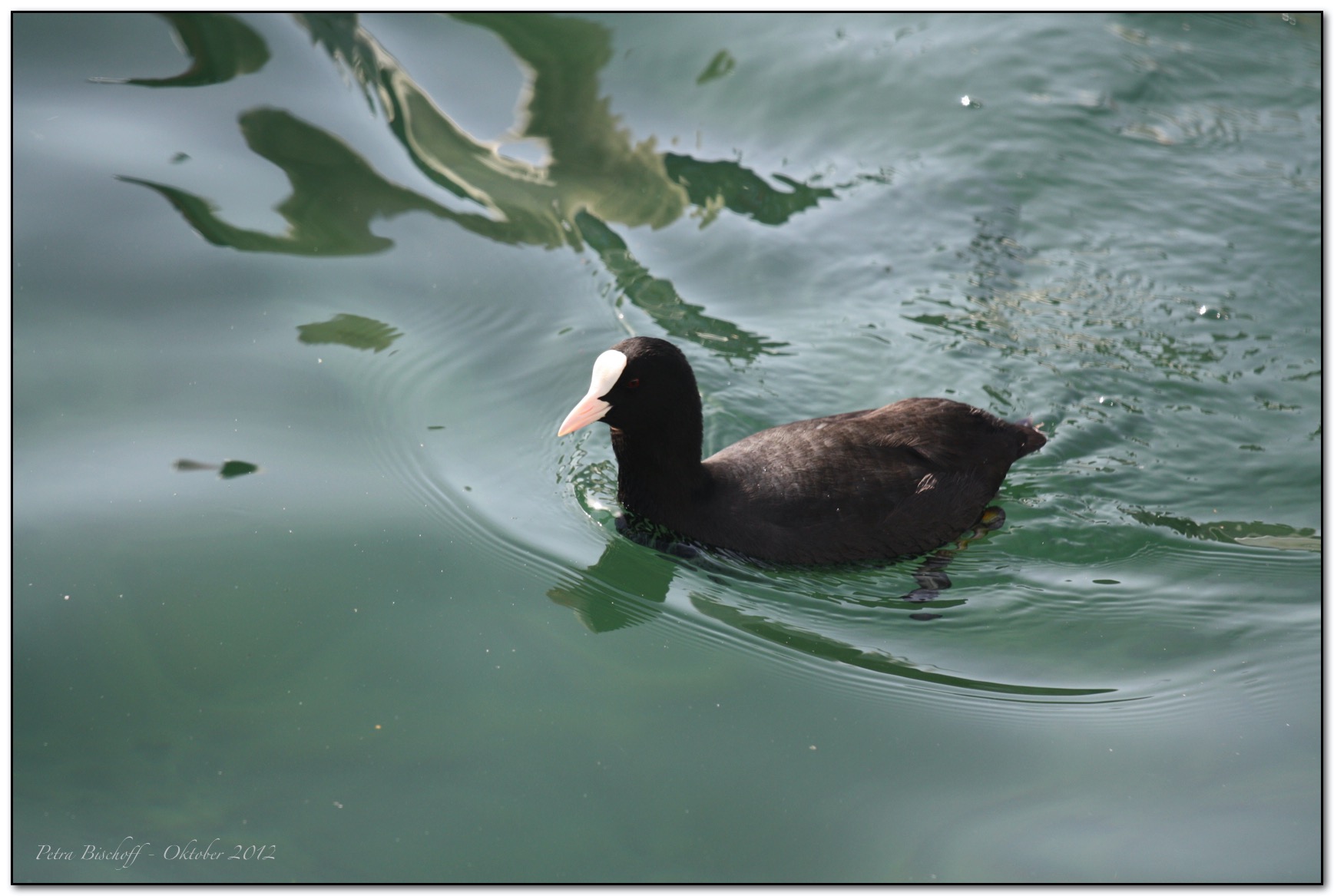 &copy; Petra Bischoff