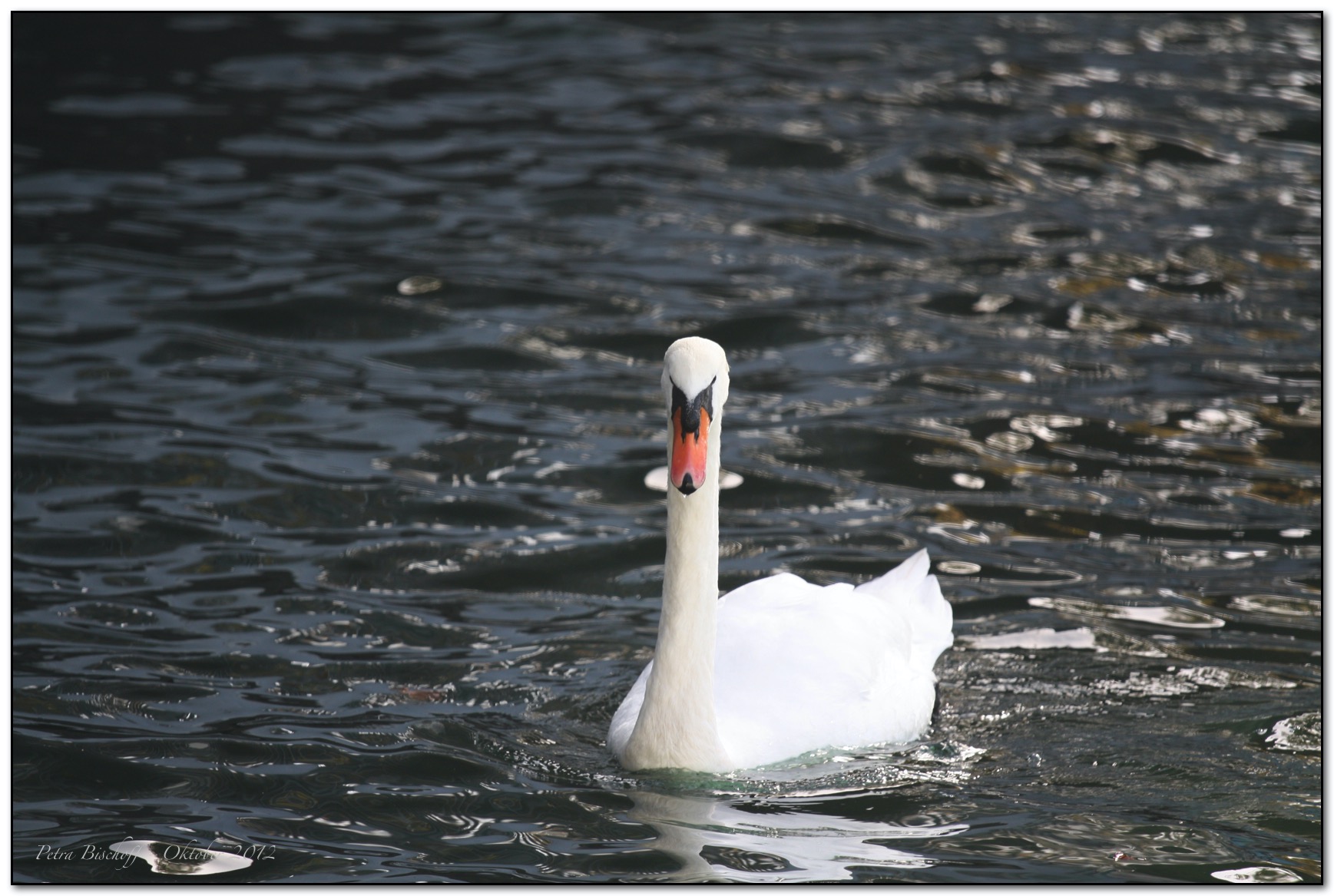 &copy; Petra Bischoff