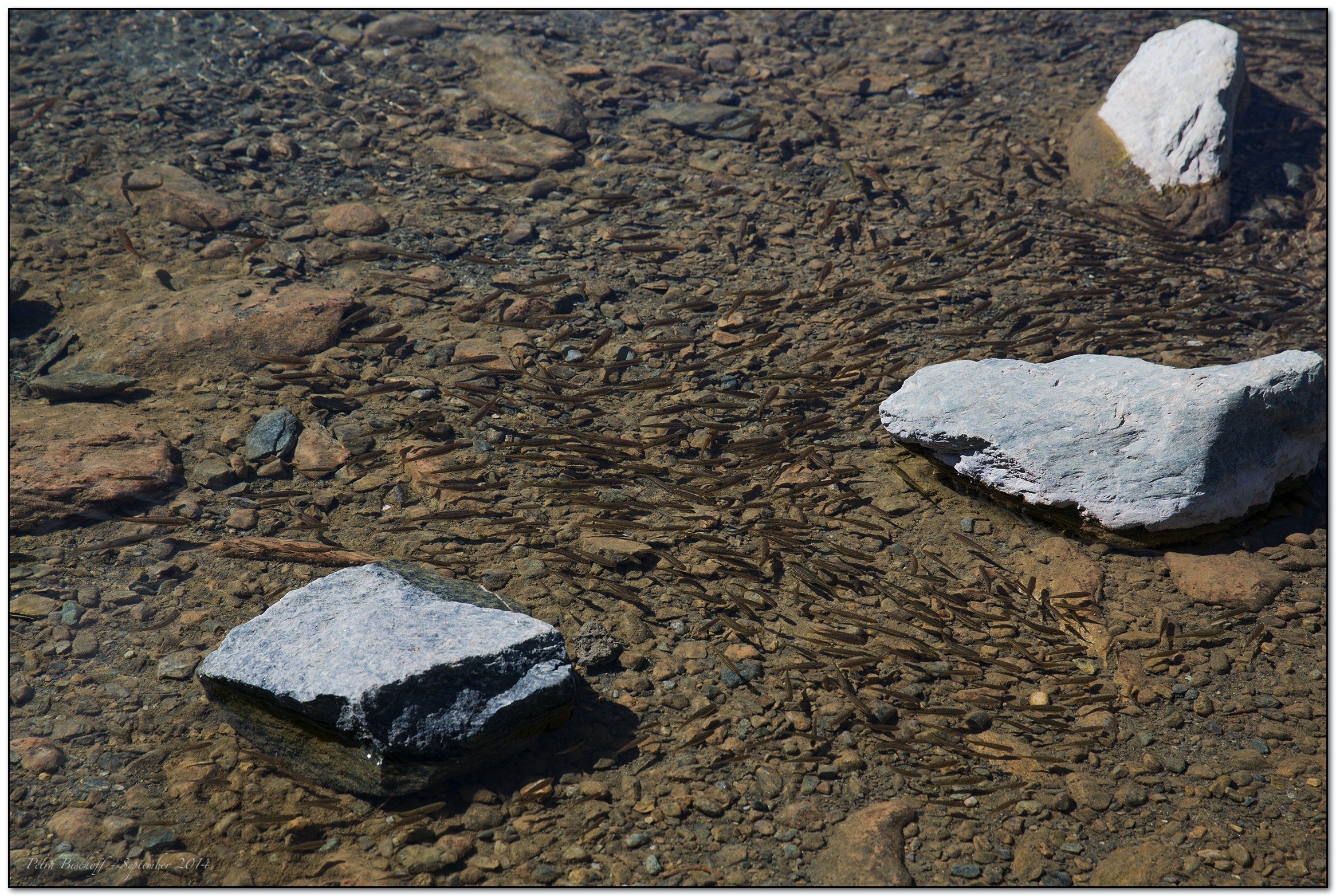 &copy; Petra Bischoff