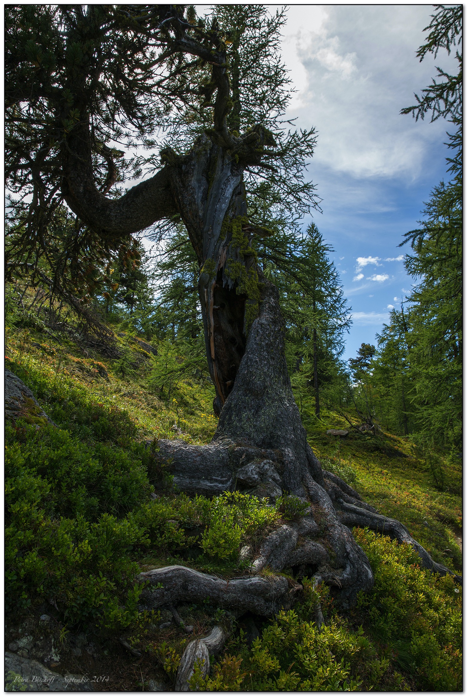 &copy; Petra Bischoff