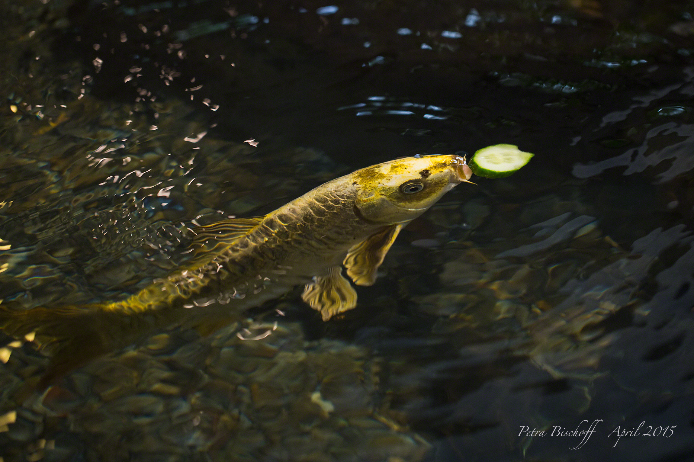 &copy; Petra Bischoff