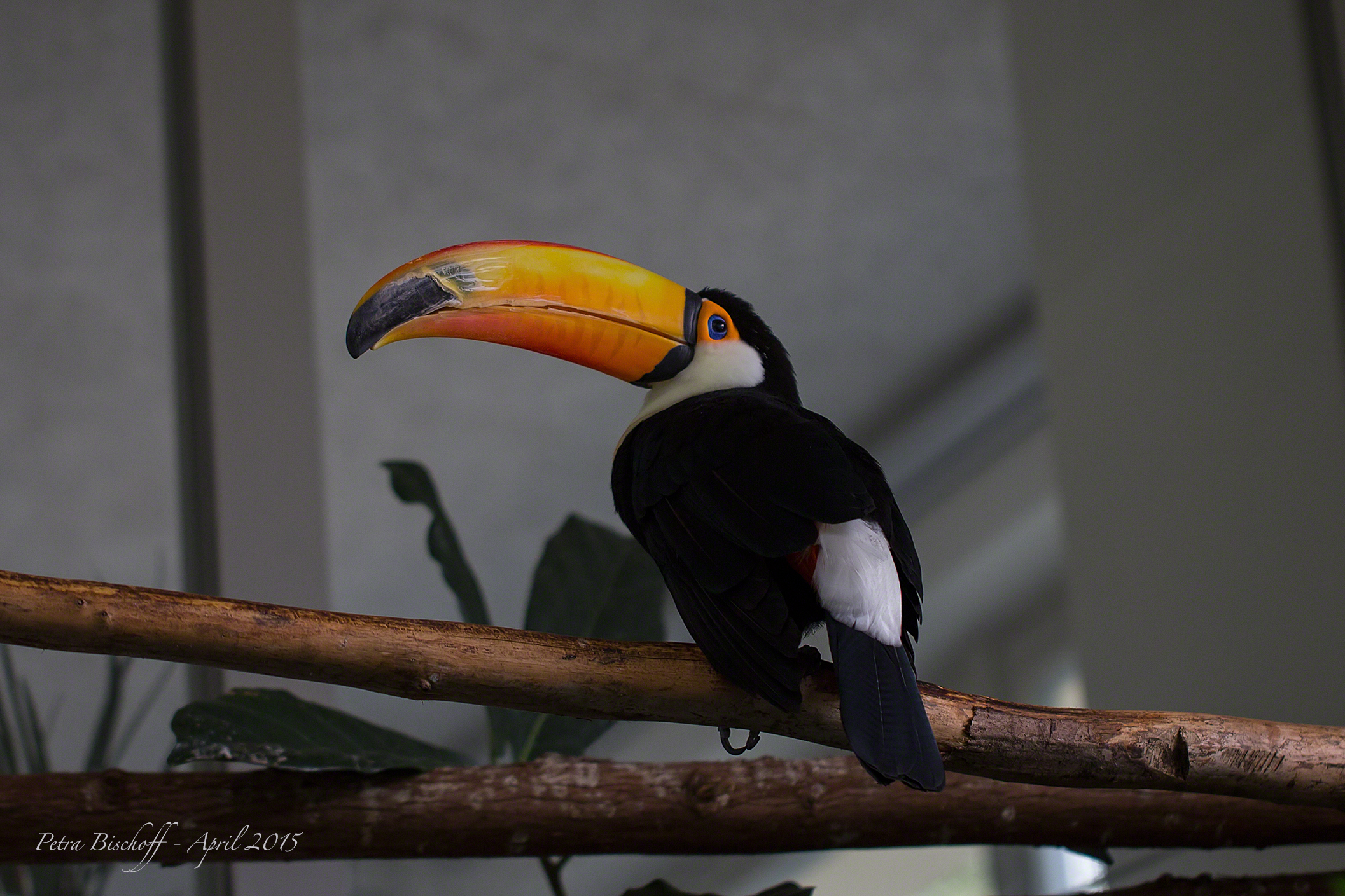 &copy; Petra Bischoff