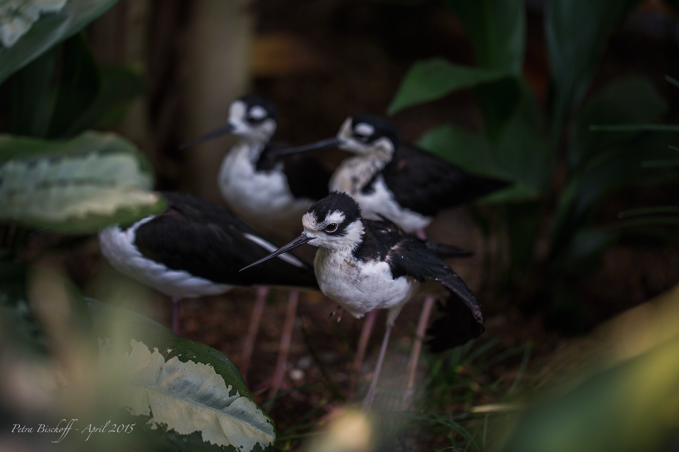 &copy; Petra Bischoff