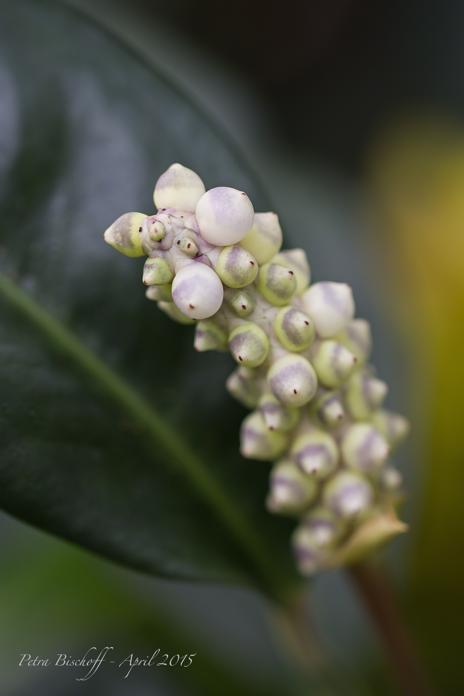 &copy; Petra Bischoff