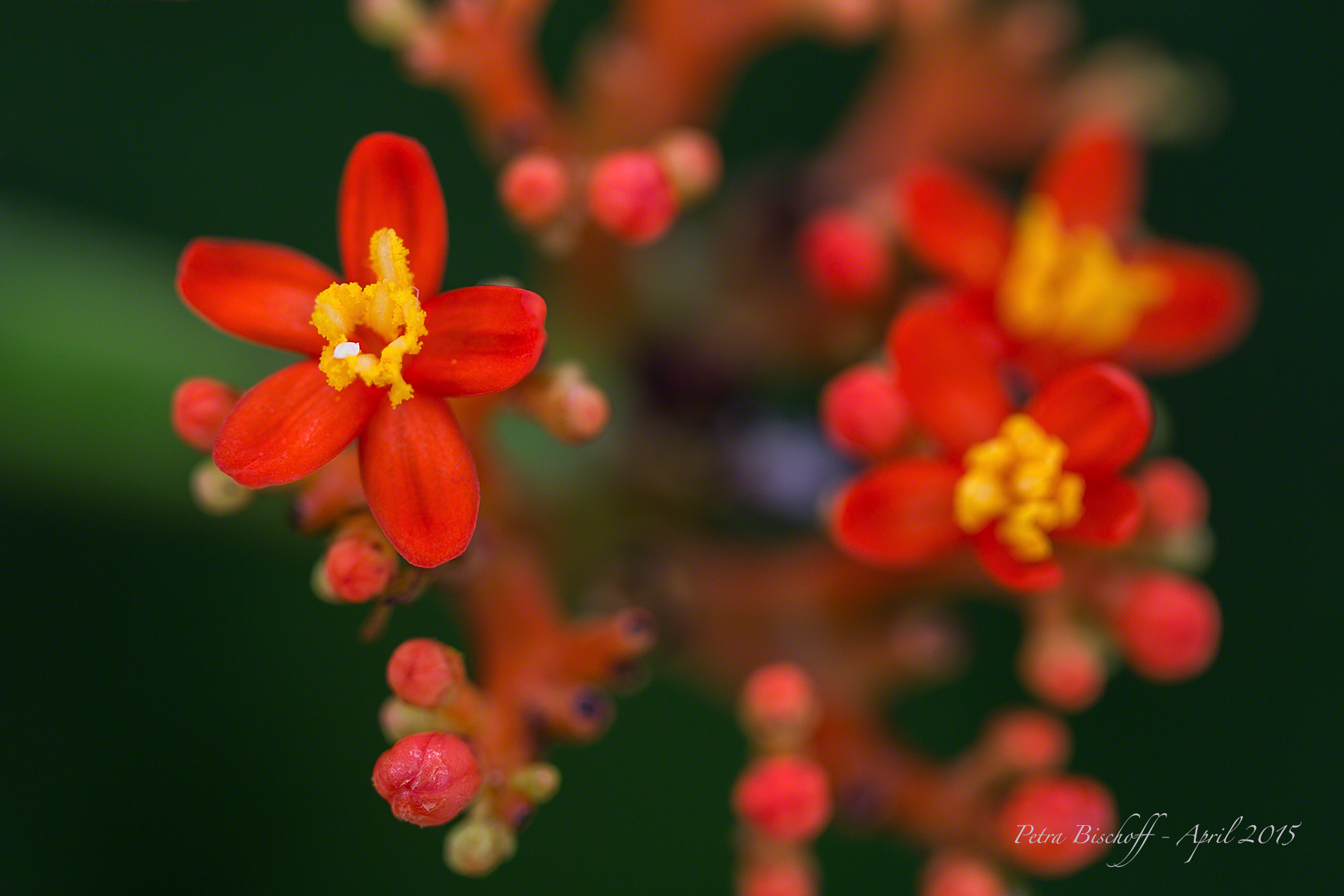 &copy; Petra Bischoff