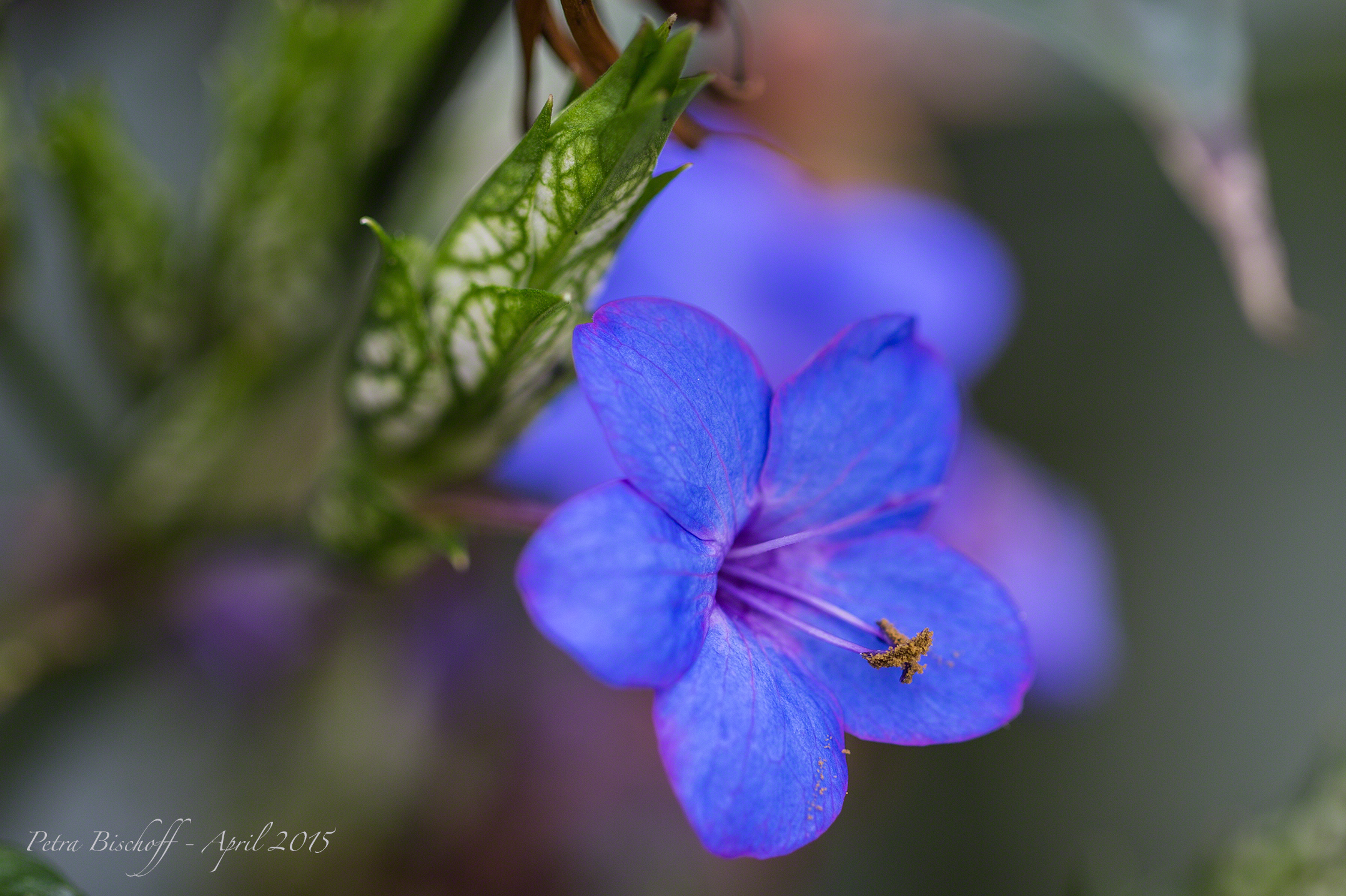 &copy; Petra Bischoff