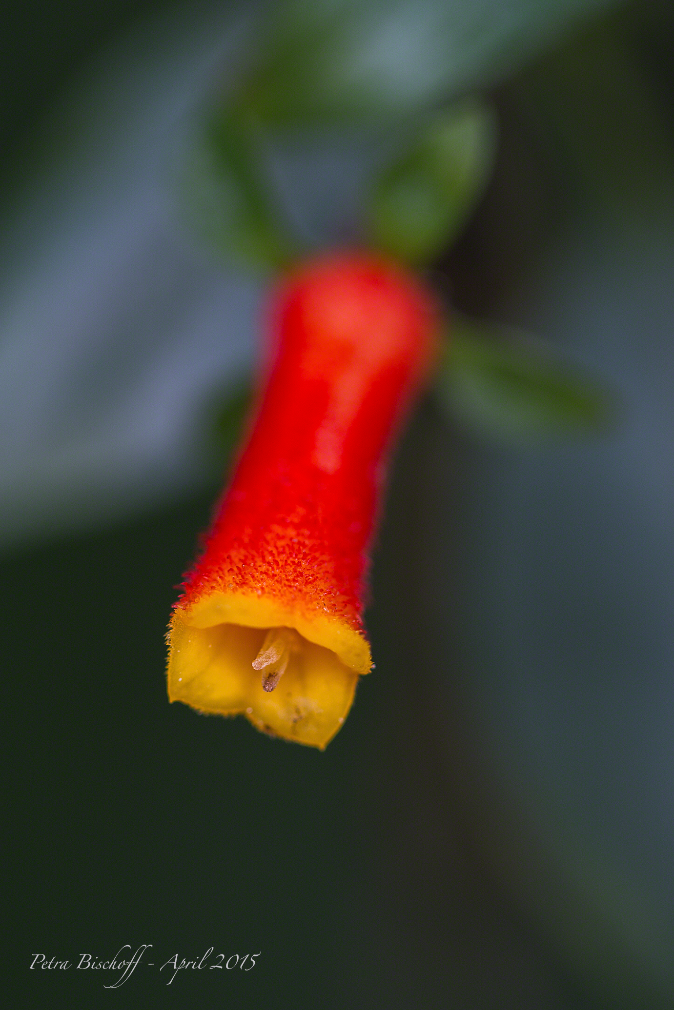 &copy; Petra Bischoff