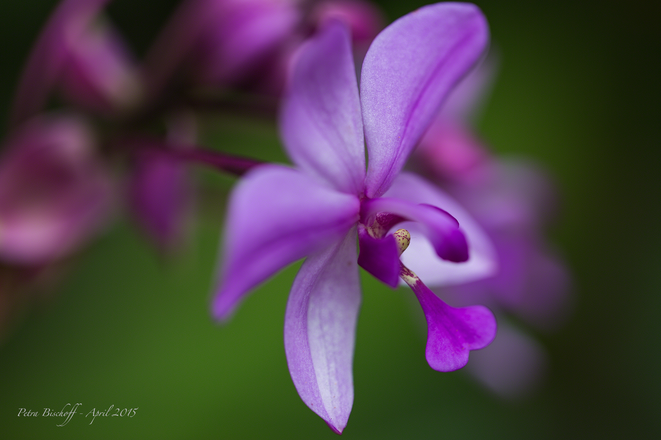 &copy; Petra Bischoff