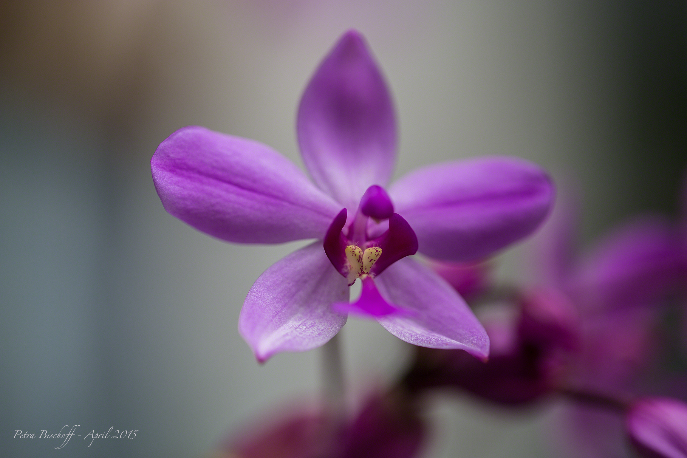 &copy; Petra Bischoff