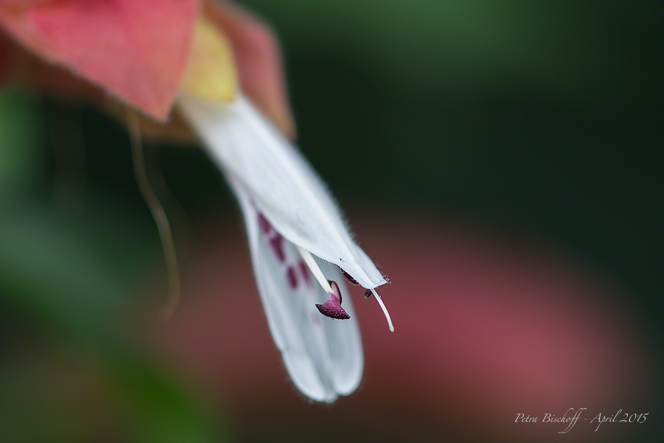 &copy; Petra Bischoff