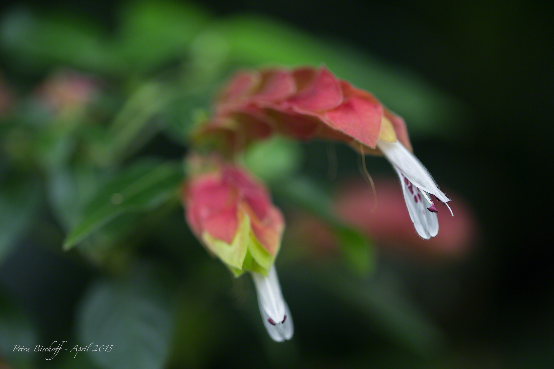 &copy; Petra Bischoff