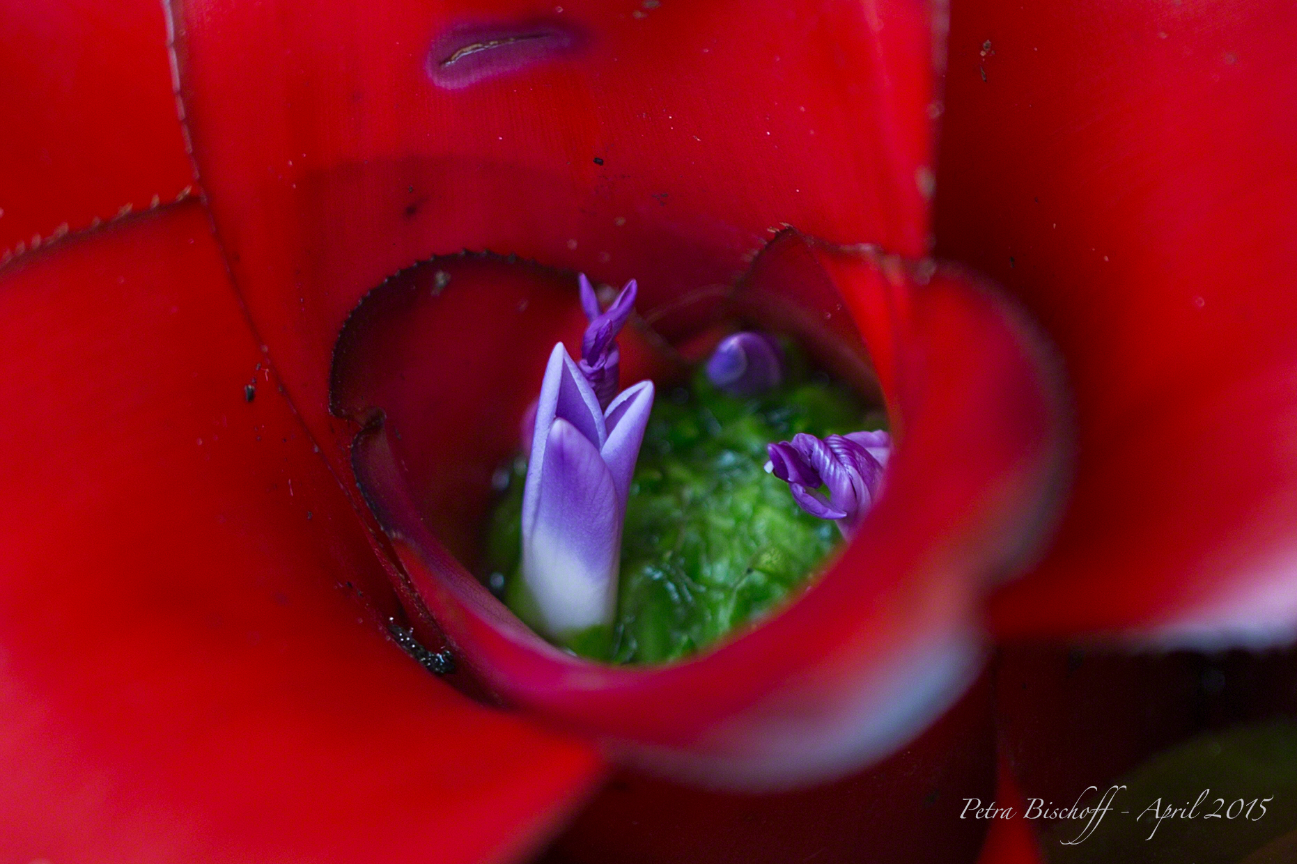 &copy; Petra Bischoff