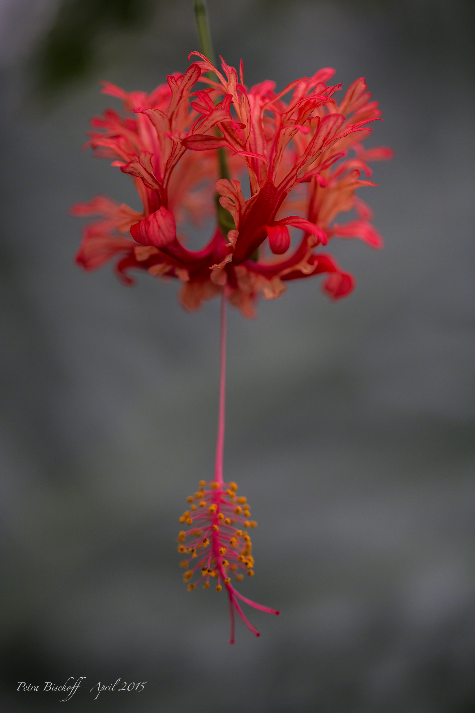 &copy; Petra Bischoff