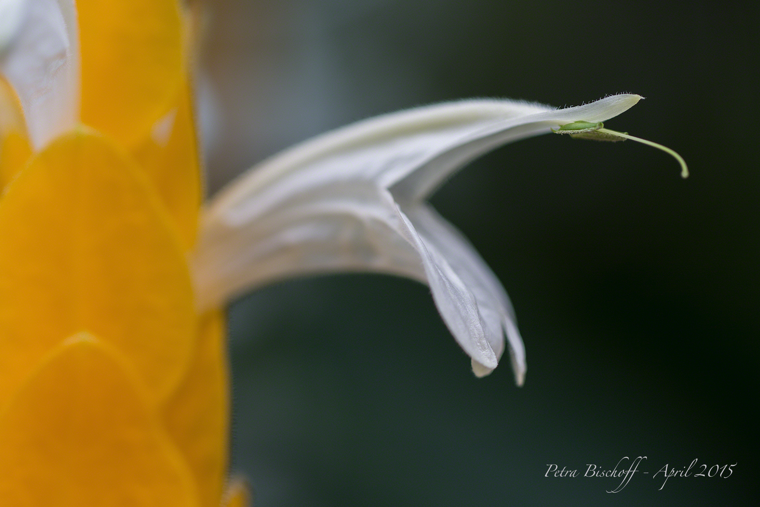 &copy; Petra Bischoff