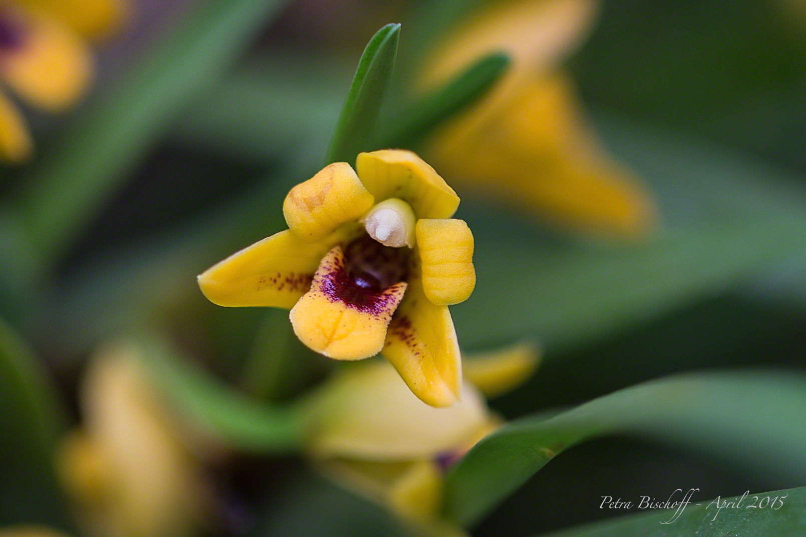 &copy; Petra Bischoff