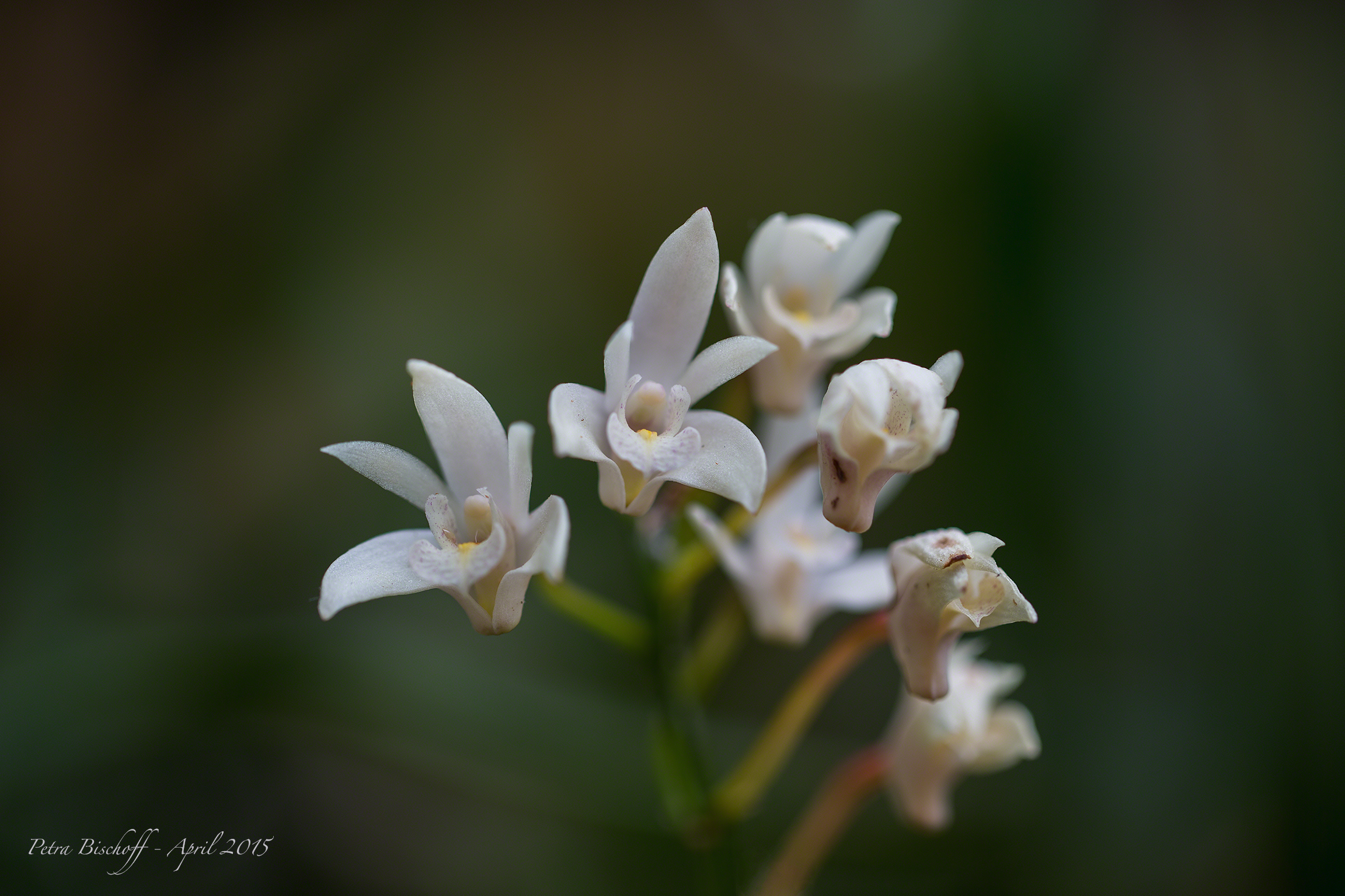 &copy; Petra Bischoff