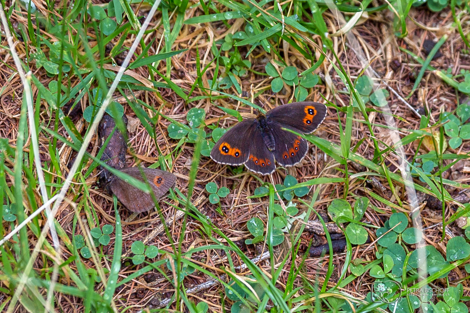 &copy; Petra Bischoff