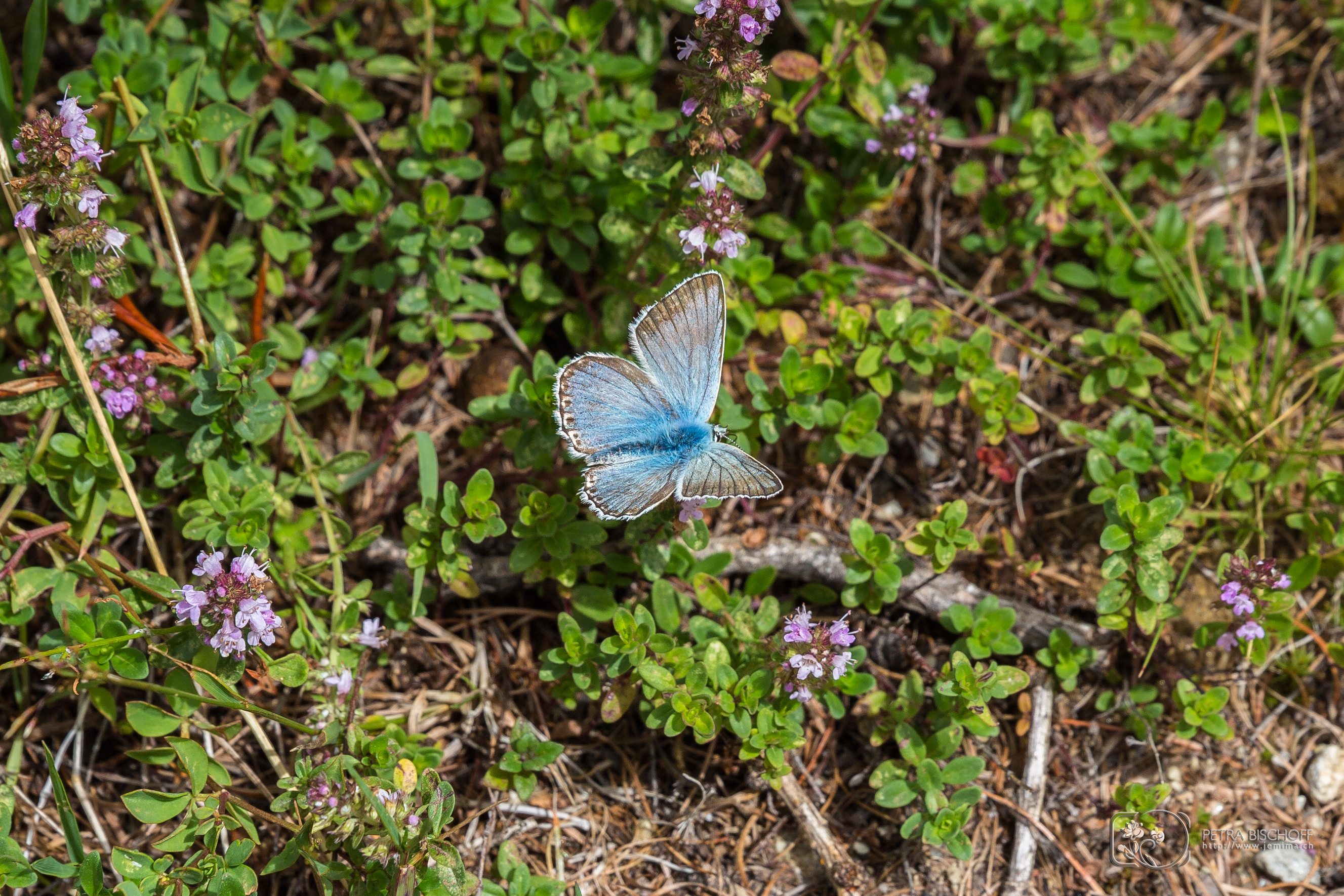 &copy; Petra Bischoff