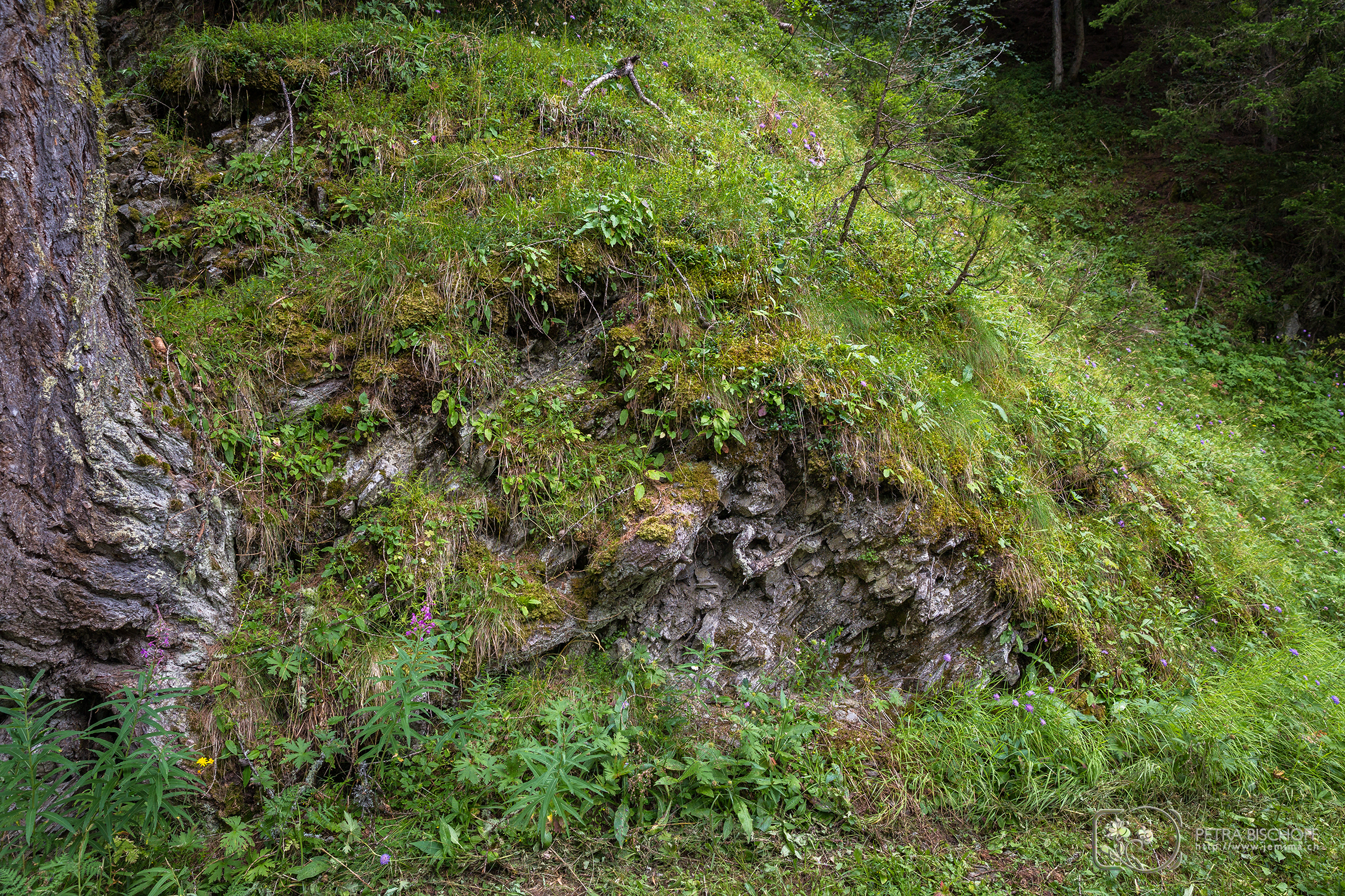 &copy; Petra Bischoff