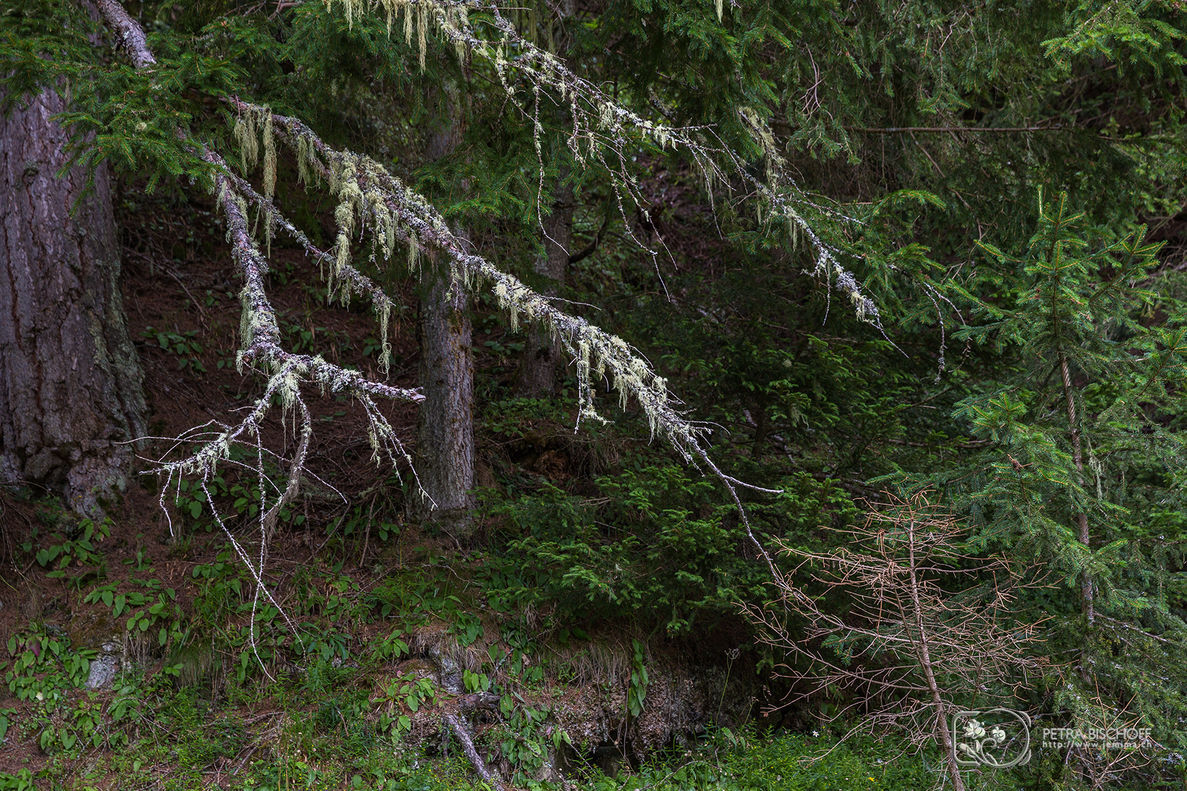 &copy; Petra Bischoff