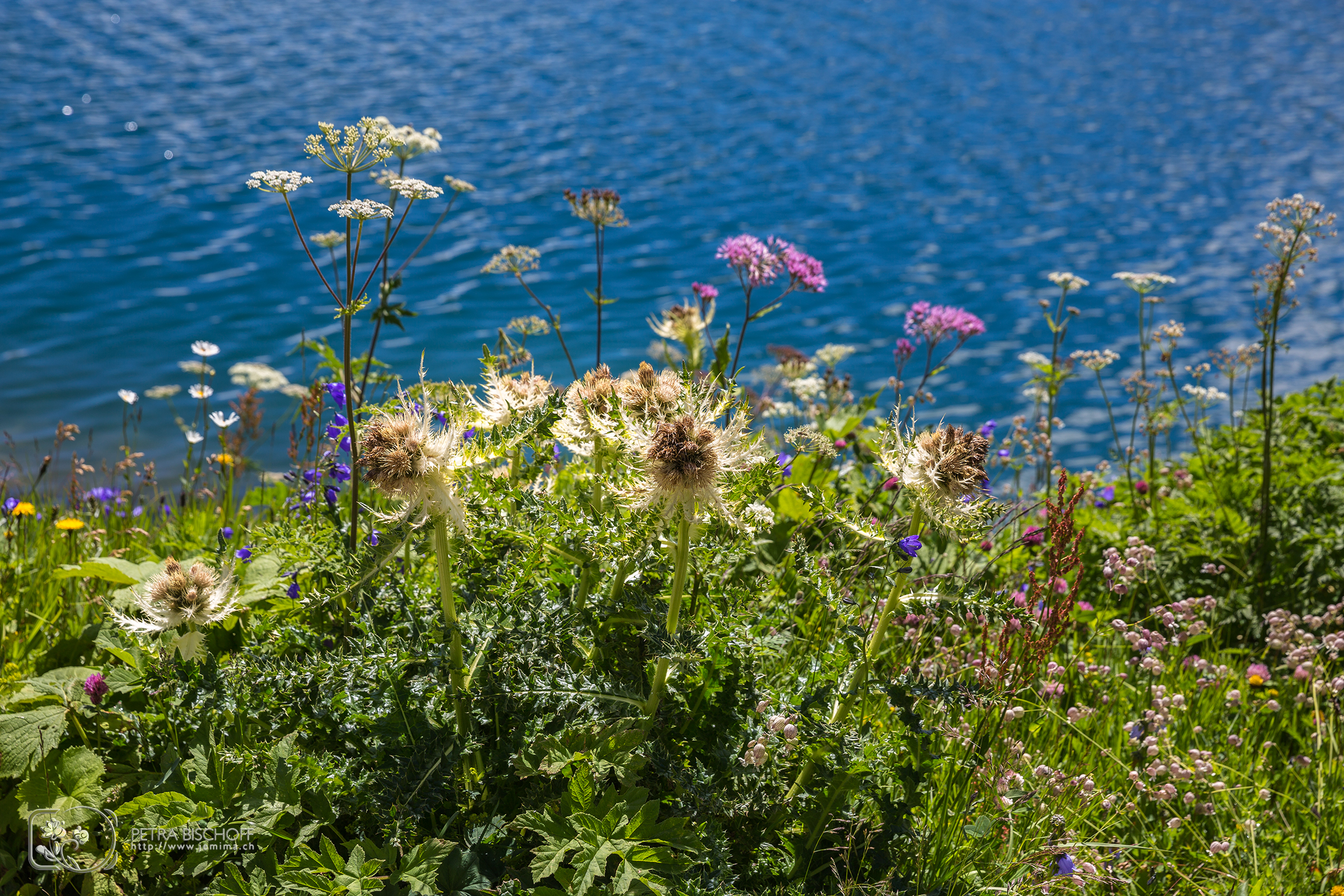 &copy; Petra Bischoff