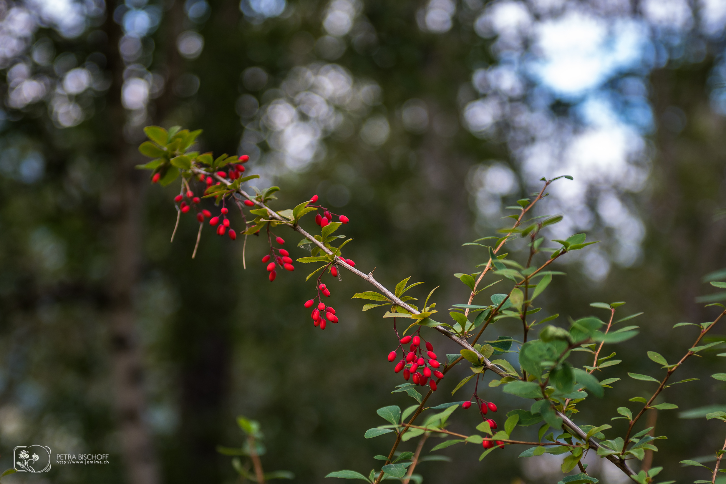 &copy; Petra Bischoff