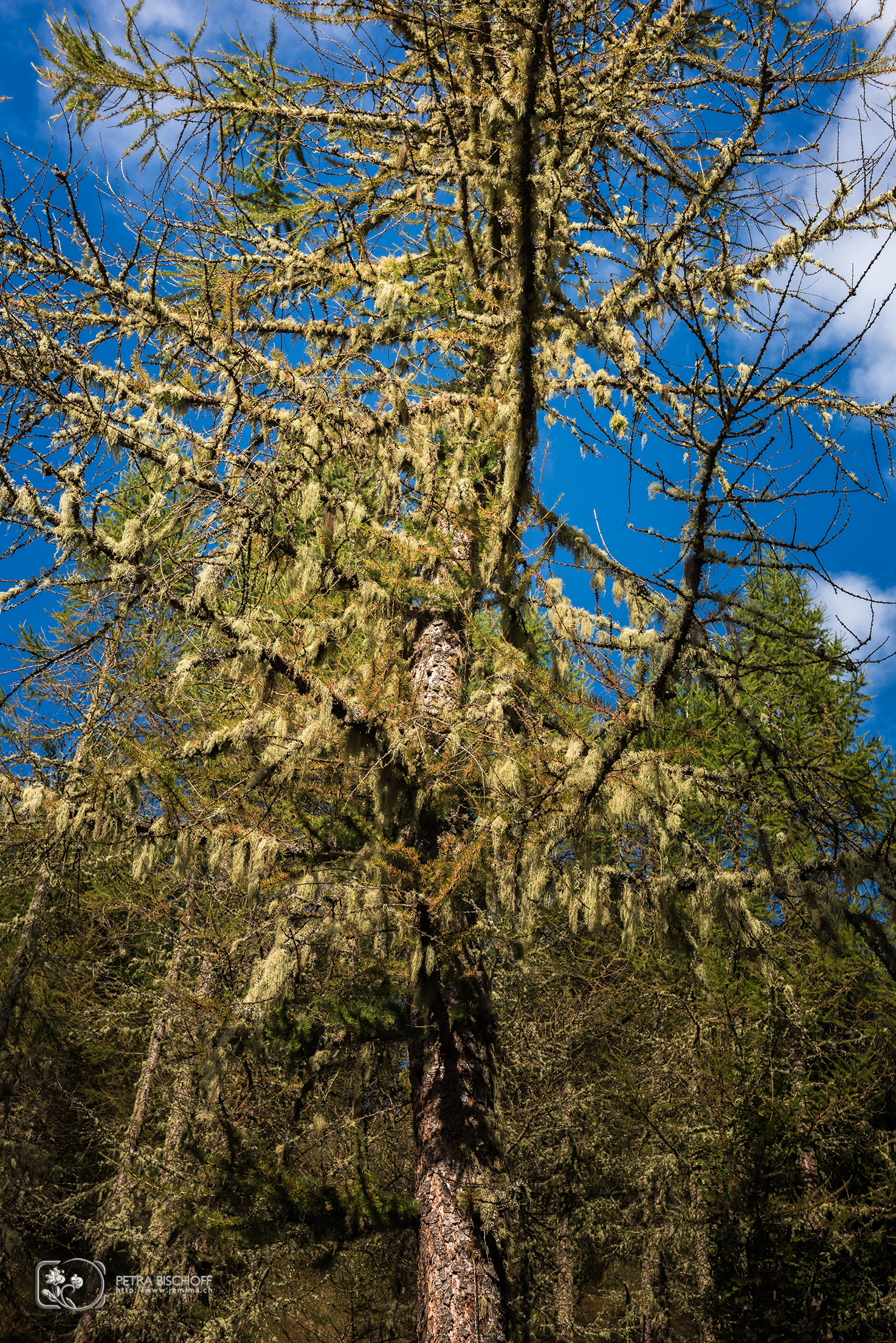 &copy; Petra Bischoff