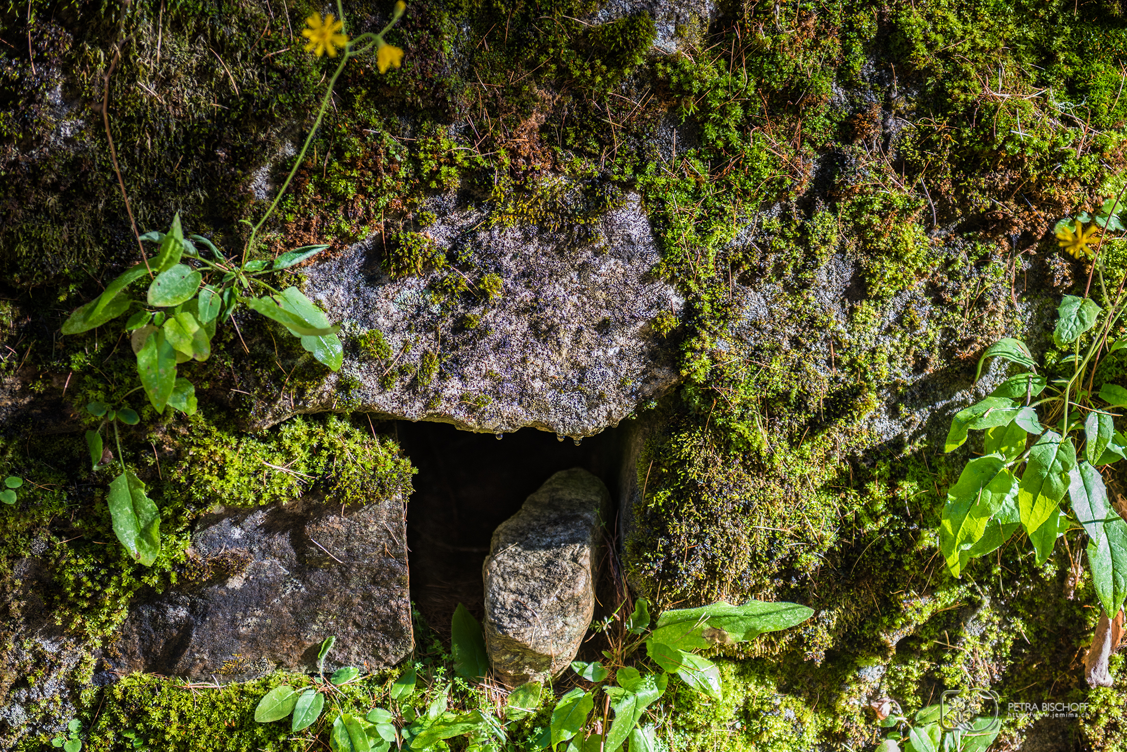 &copy; Petra Bischoff