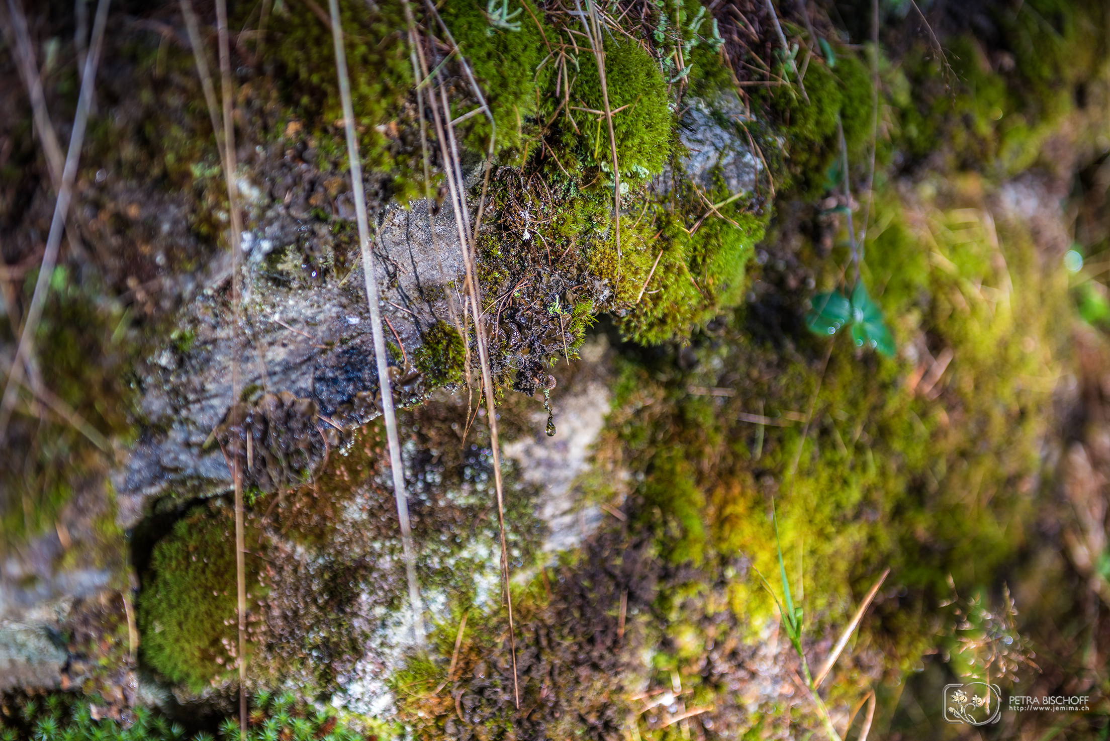 &copy; Petra Bischoff