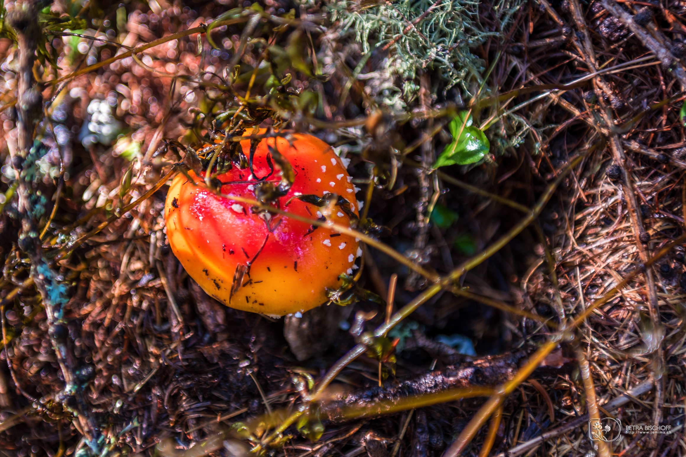 &copy; Petra Bischoff